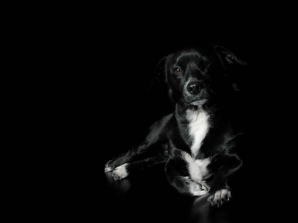 black dog, white chest, white paws, SD Desktop Wallpaper