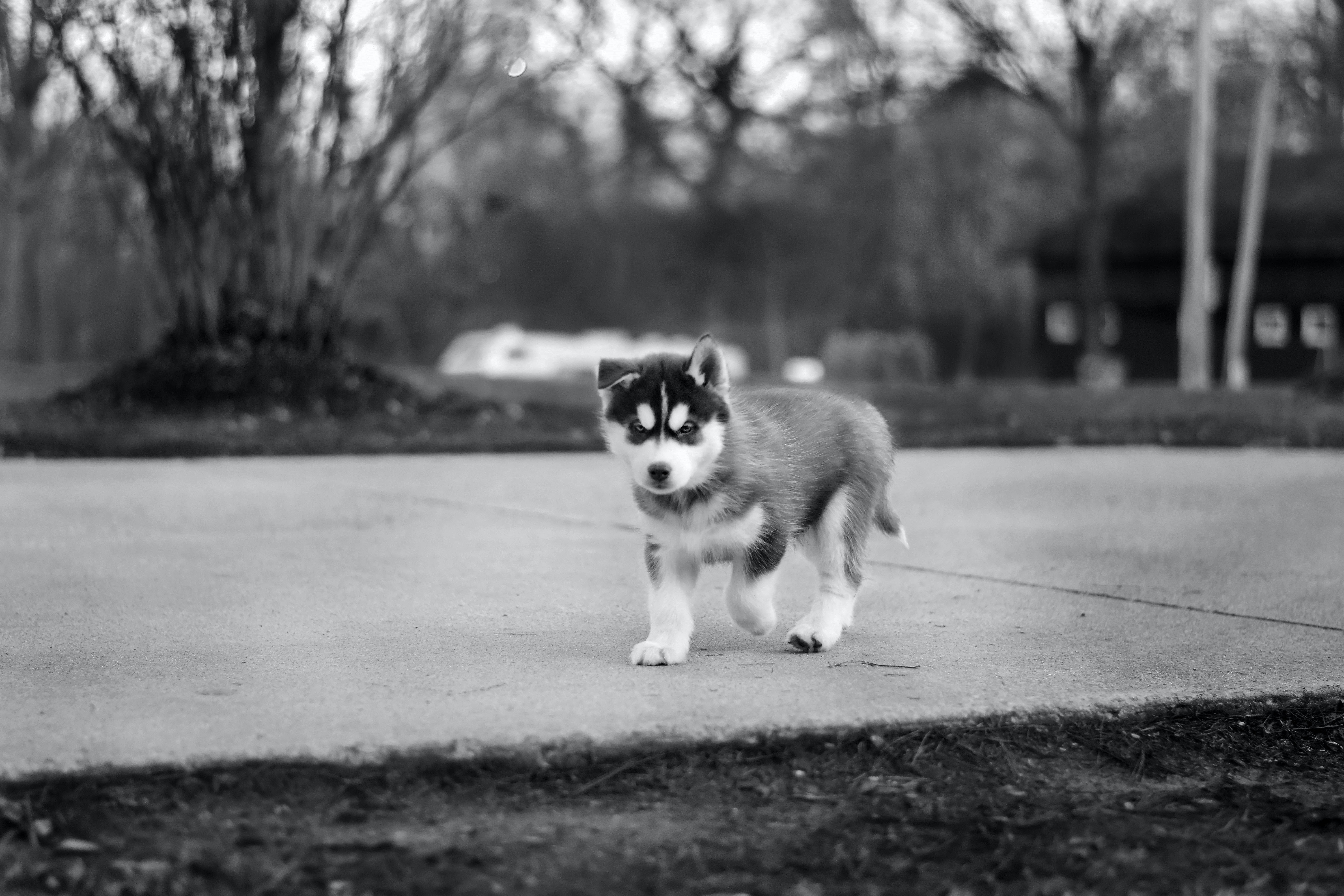 husky puppy, black and white, paved path, 5K Desktop Wallpaper