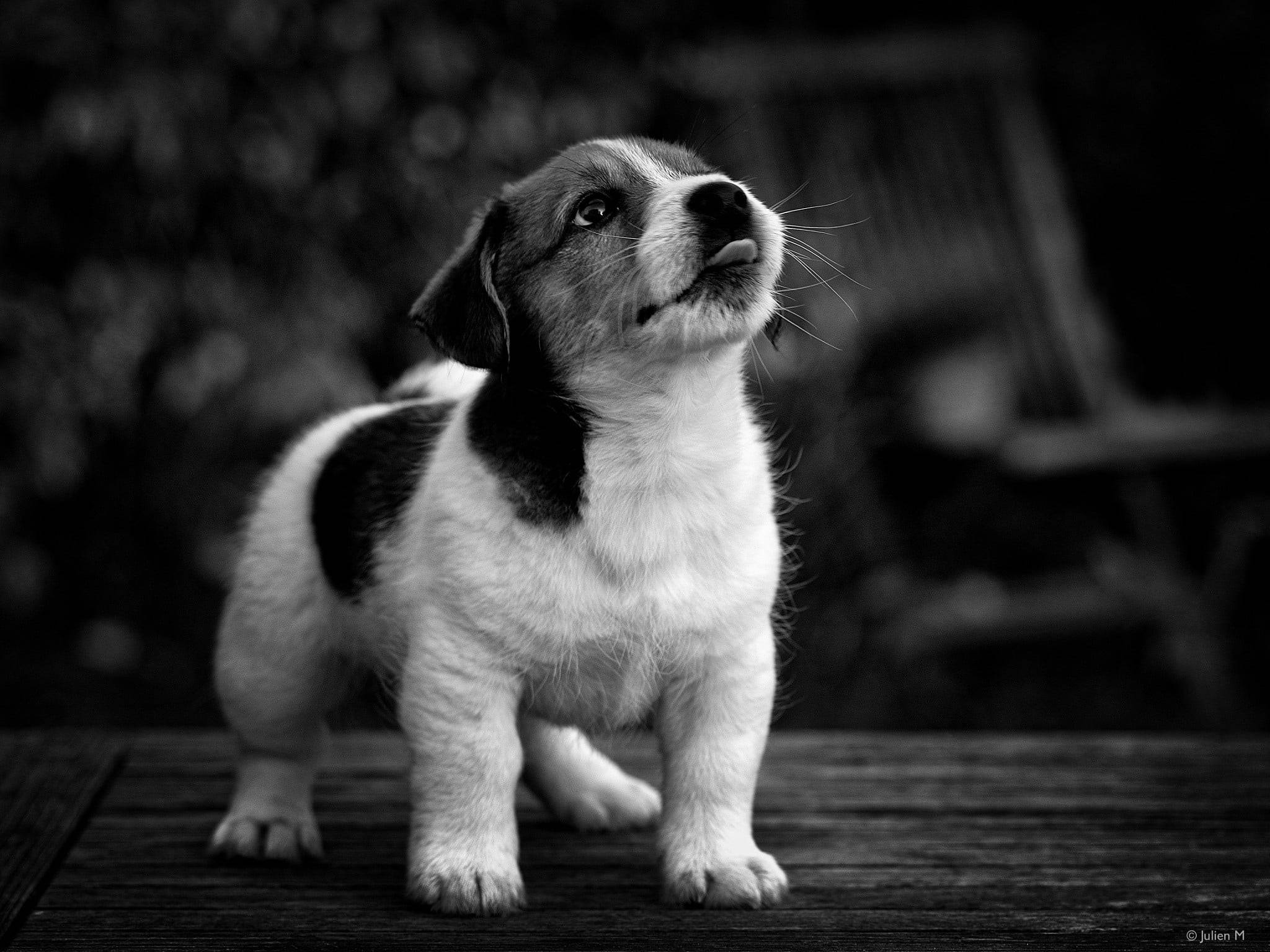 black and white puppy, wooden deck, inquisitive expression, Full HD Desktop Wallpaper