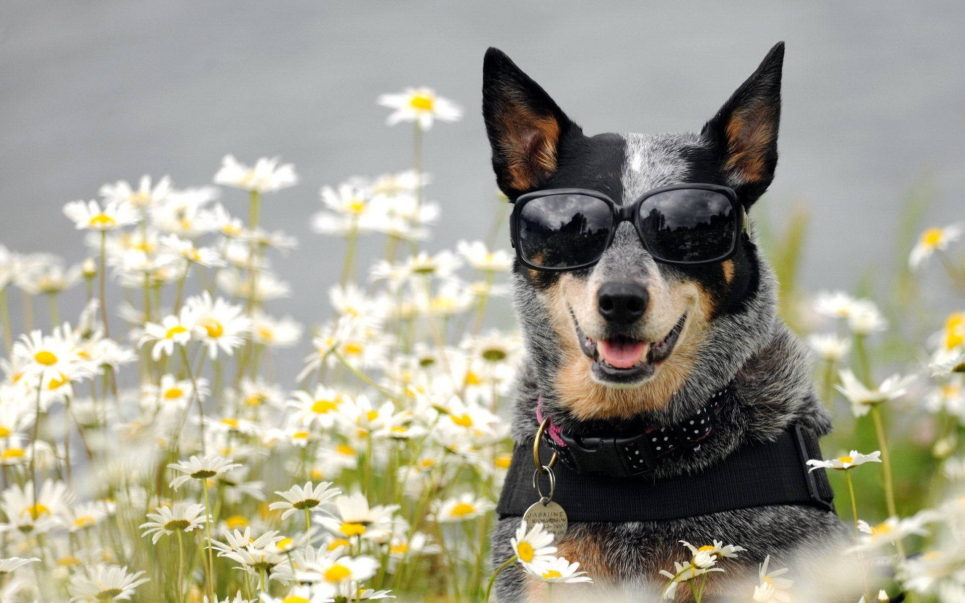 blue heeler dog, sunglasses, field of white daisies, Full HD Desktop Wallpaper