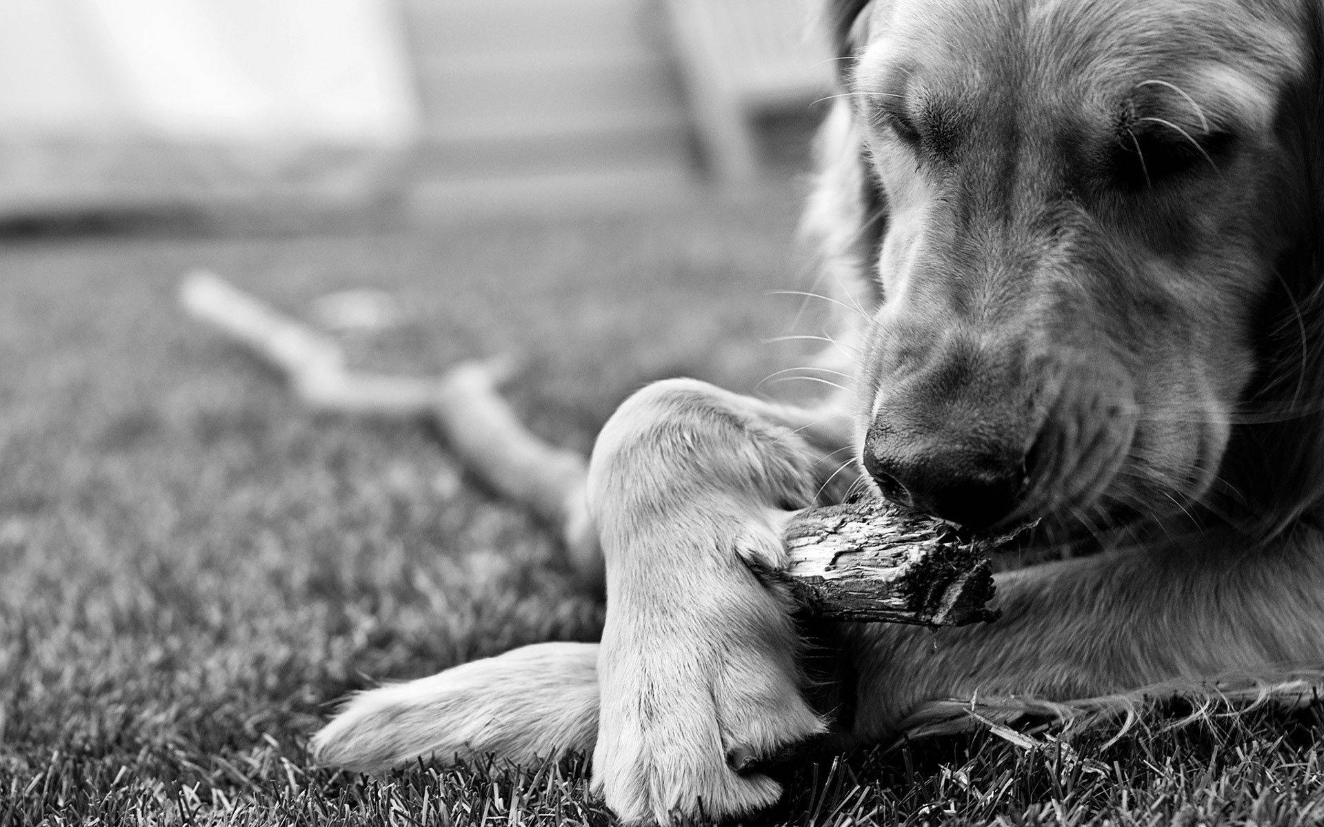 golden retriever, grass, rough stick, Full HD Desktop Wallpaper