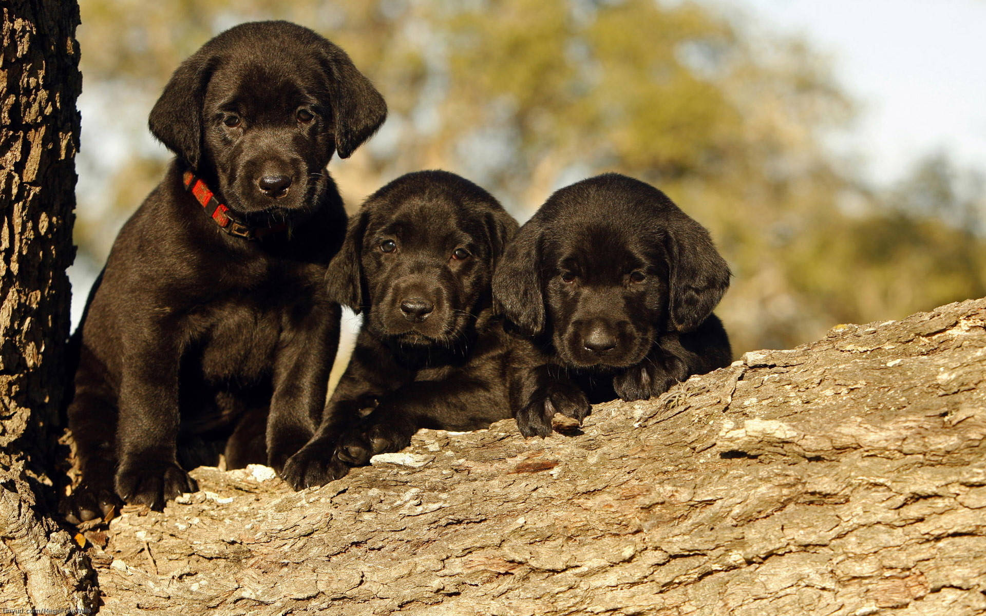 Black Labrador puppies, soft fur, rough tree branch, Full HD Desktop Wallpaper