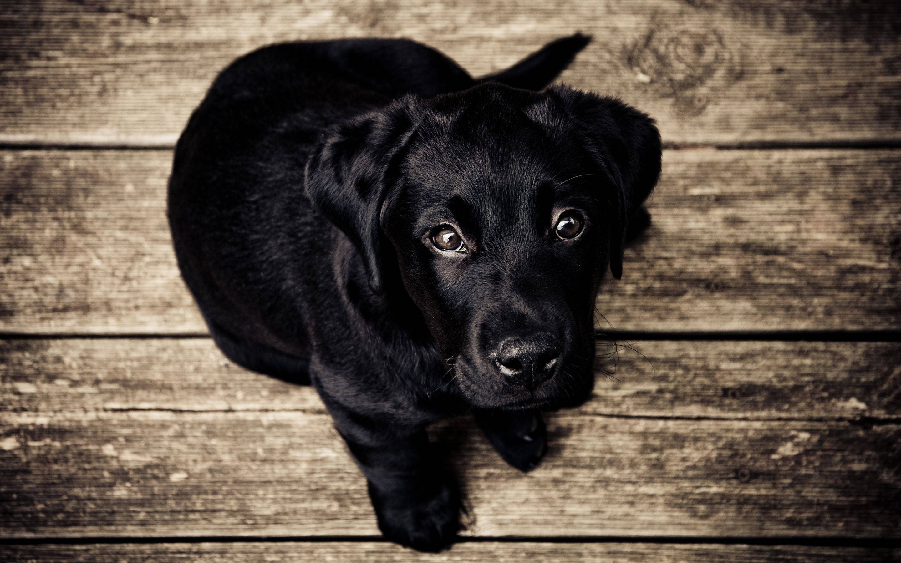 black labrador, top view angle, soulful eyes, 2K Desktop Wallpaper