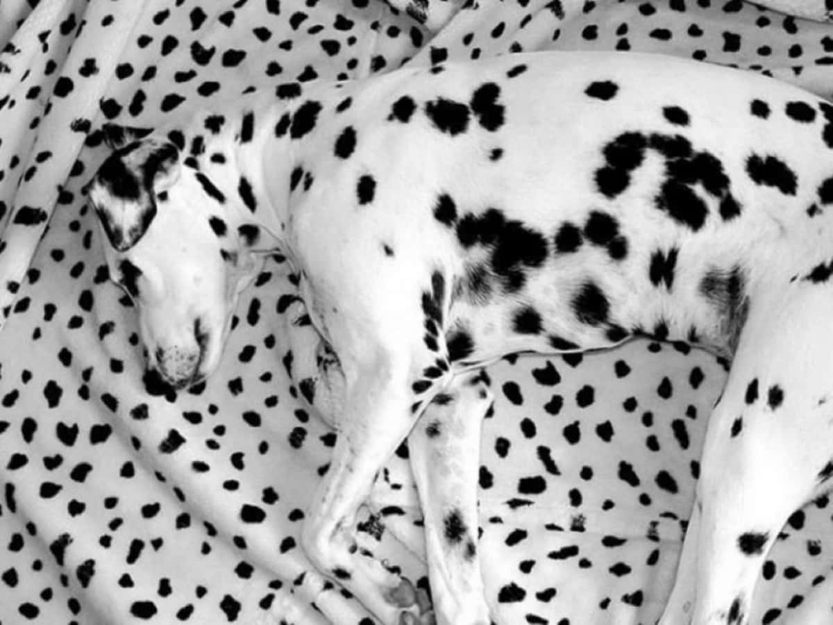 Dalmatian dog, black and white dots pattern, monochrome photo, SD Desktop Wallpaper