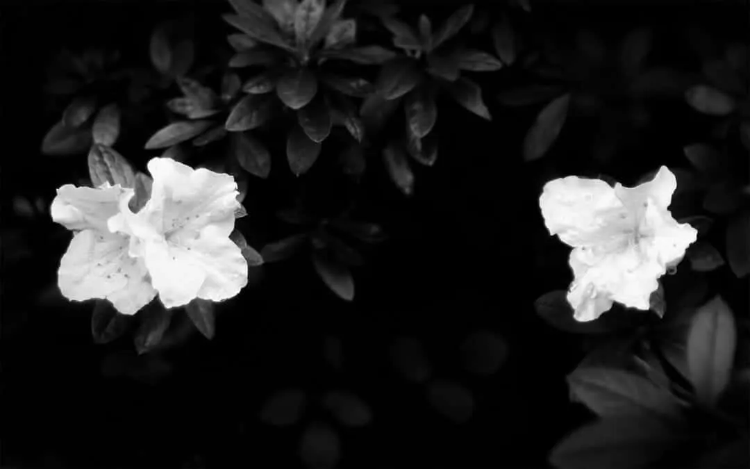 Black And White Flower iPhone