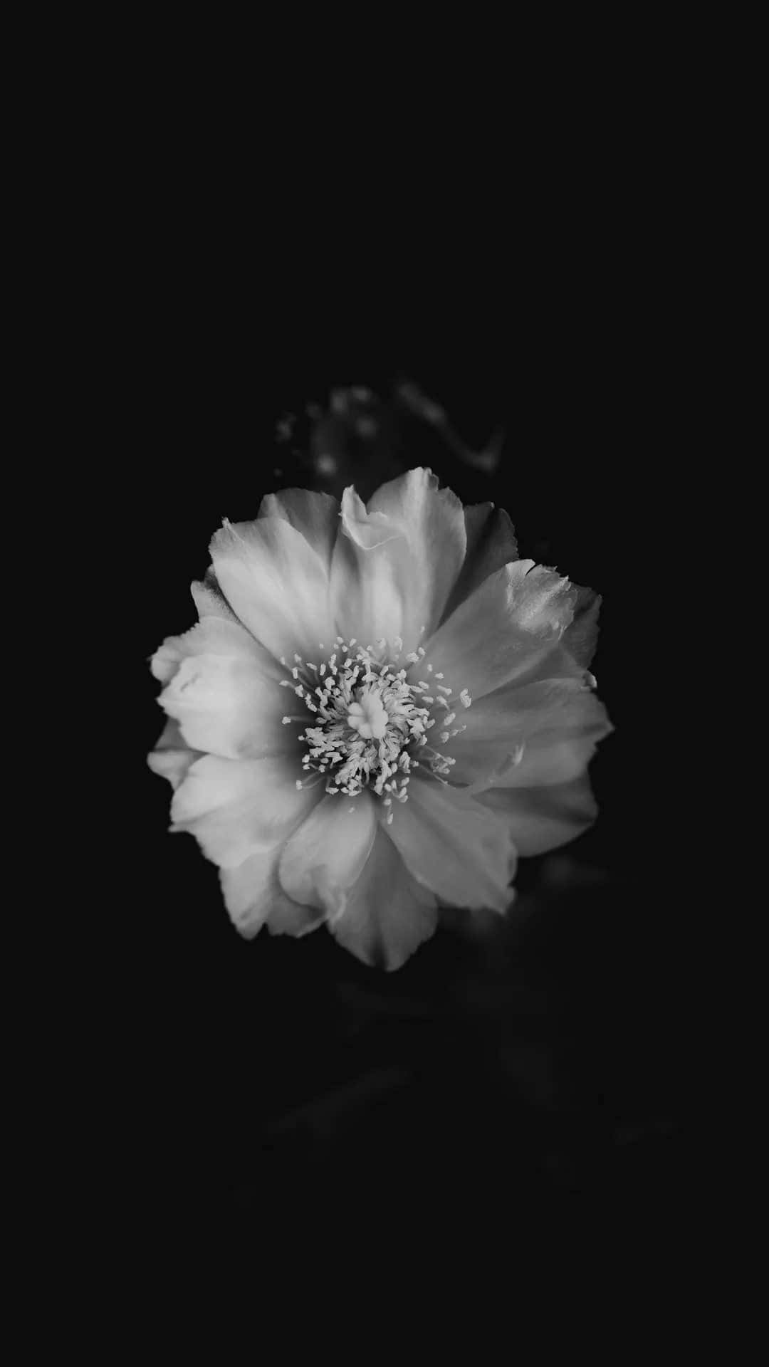 black and white flower, single delicate flower, void-like dark background, Full HD Phone Wallpaper