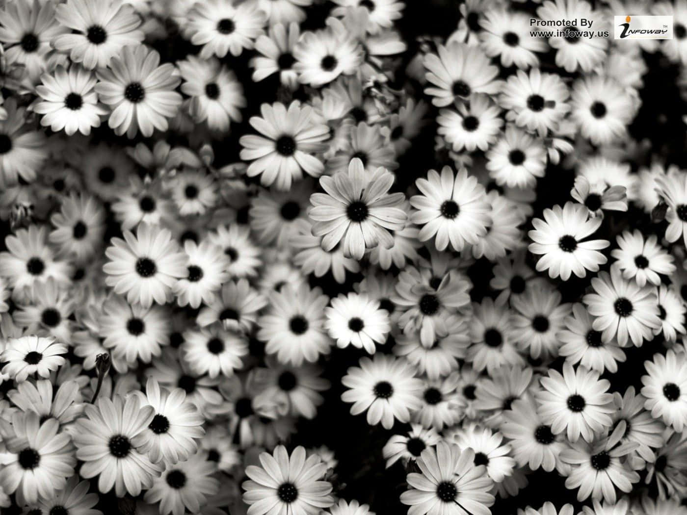 black and white flower iPhone, daisies, field, HD Desktop Wallpaper