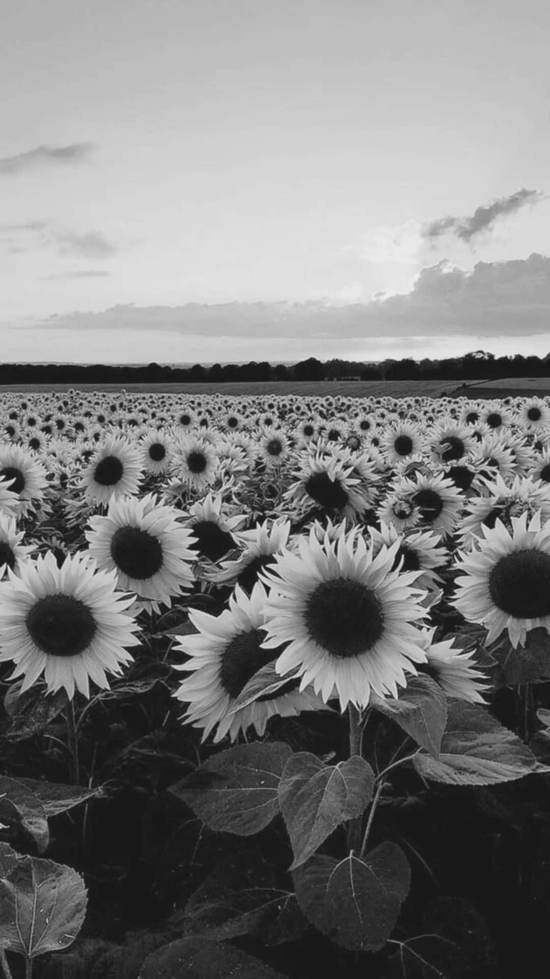 Black And White Sun Flower Garden iPhone, sunflowers, cloudy horizon, Full HD Phone Wallpaper