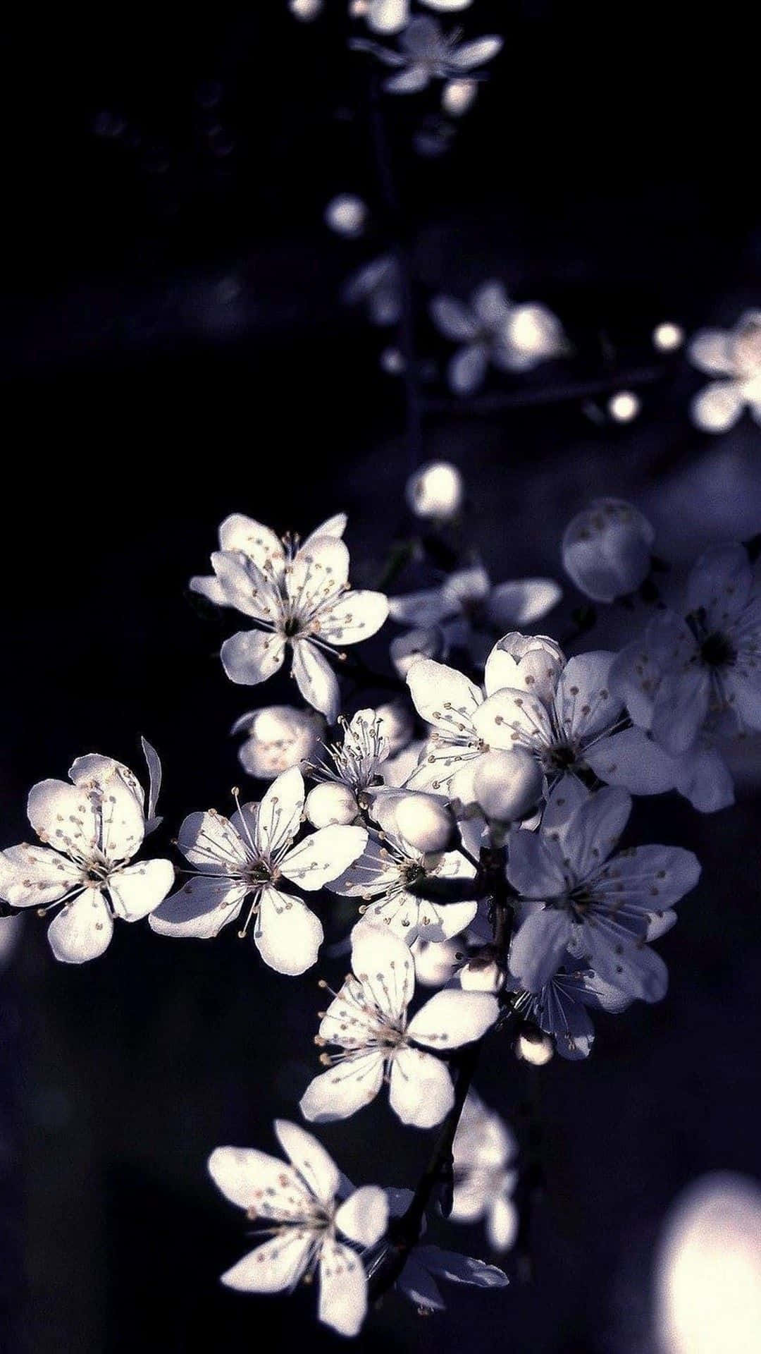 black and white flower, white blossoms, deep dark background, Full HD Phone Wallpaper