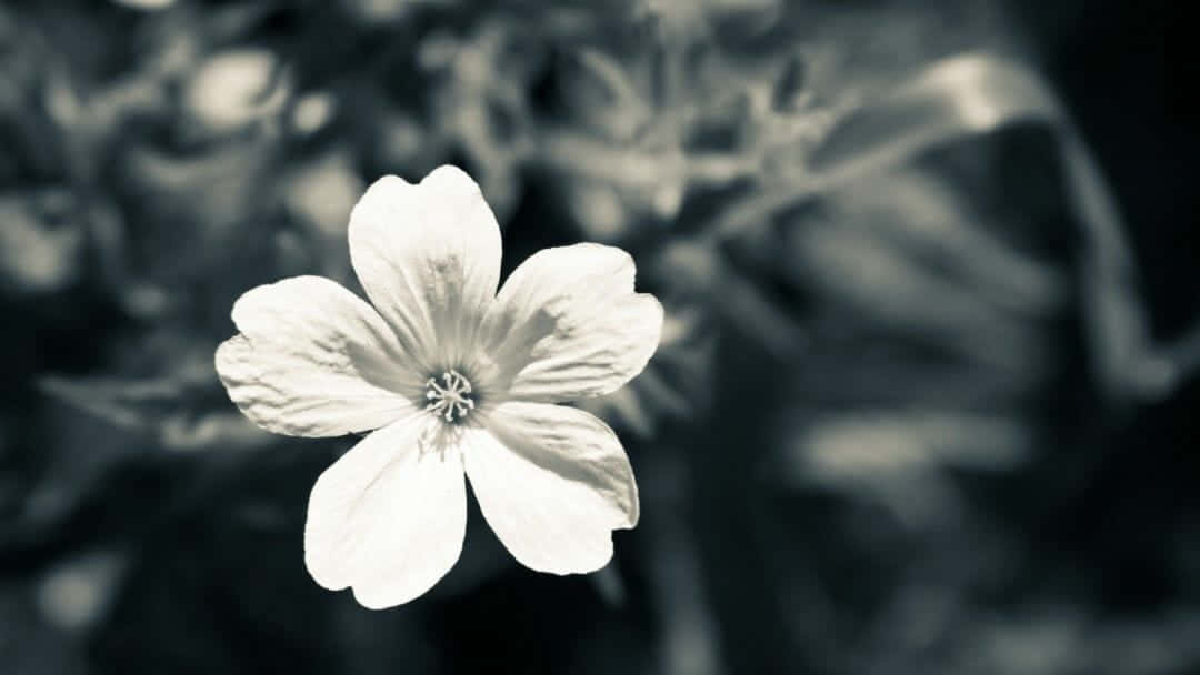 Black And White Flower iPhone, white flower, blurred dark background, SD Desktop Wallpaper