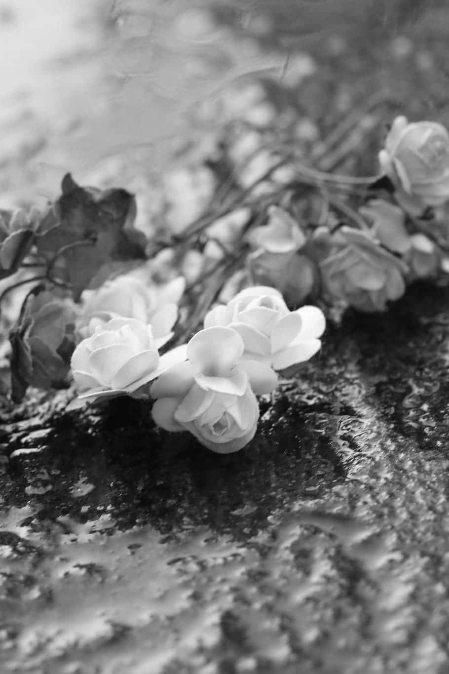 black and white roses, wet textured surface, soft blurred background, HD Phone Wallpaper