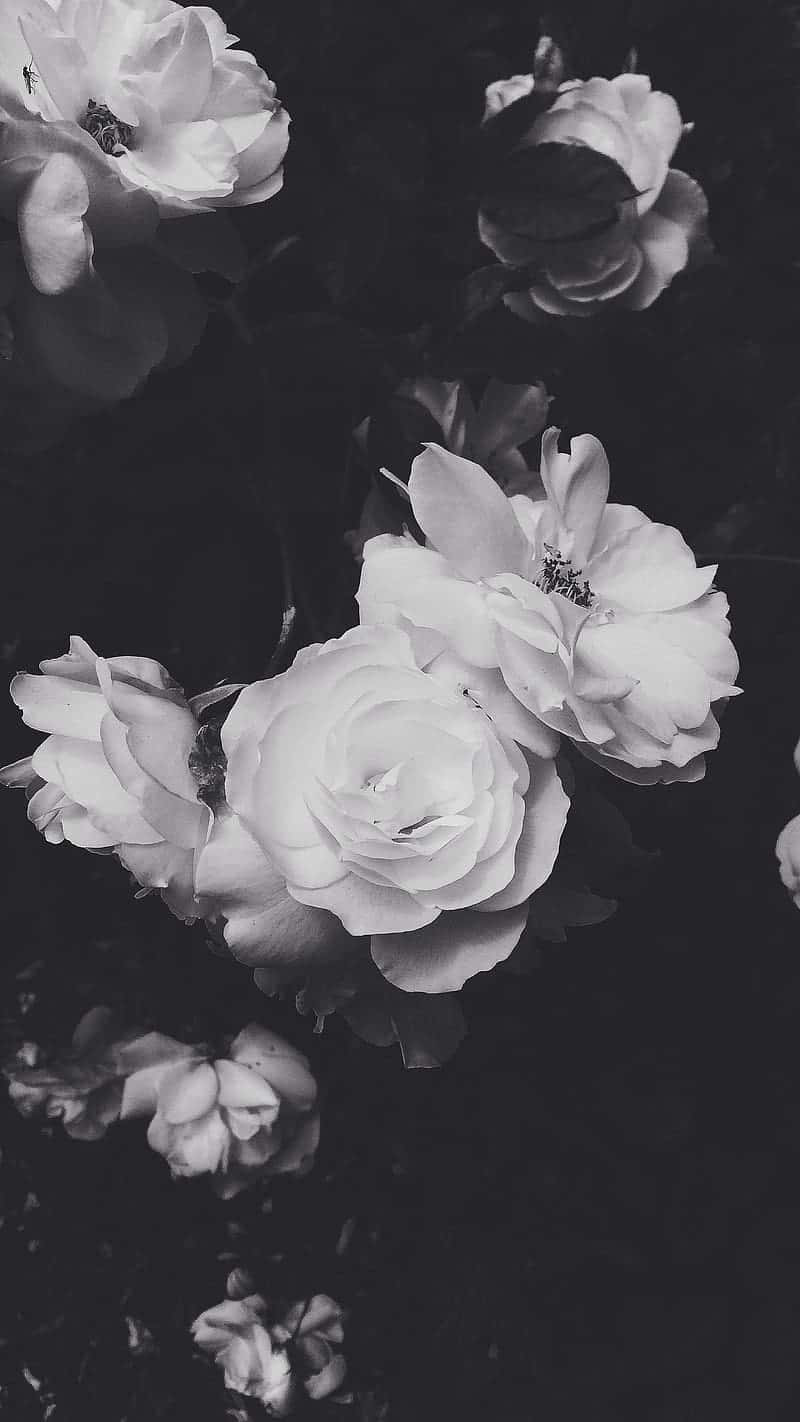 black and white flower iPhone, monochrome roses, deep shadowed background, HD Phone Wallpaper