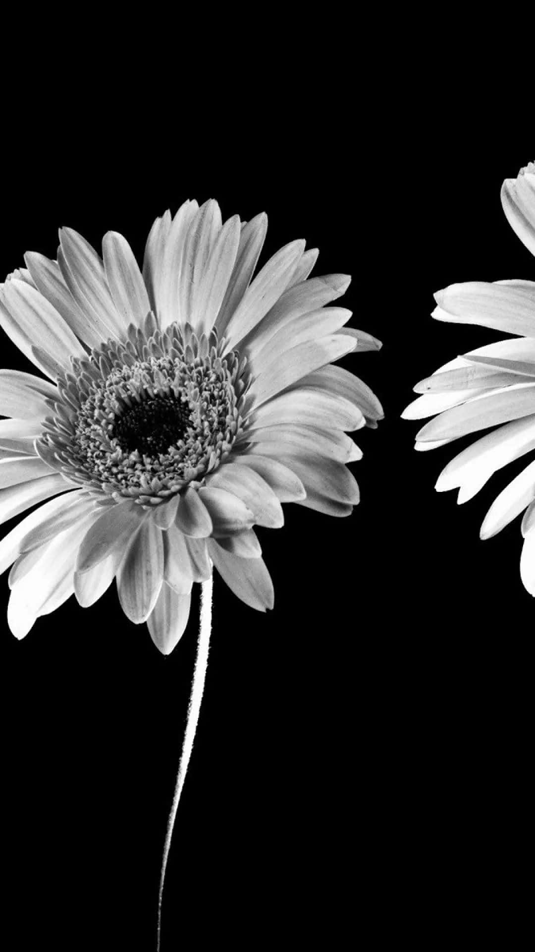 black and white flower, iPhone, gerbera daisies, Full HD Phone Wallpaper
