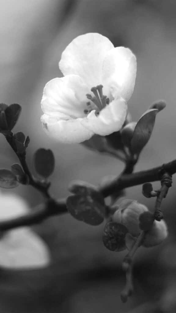 black and white, flower, close-up, SD Phone Wallpaper