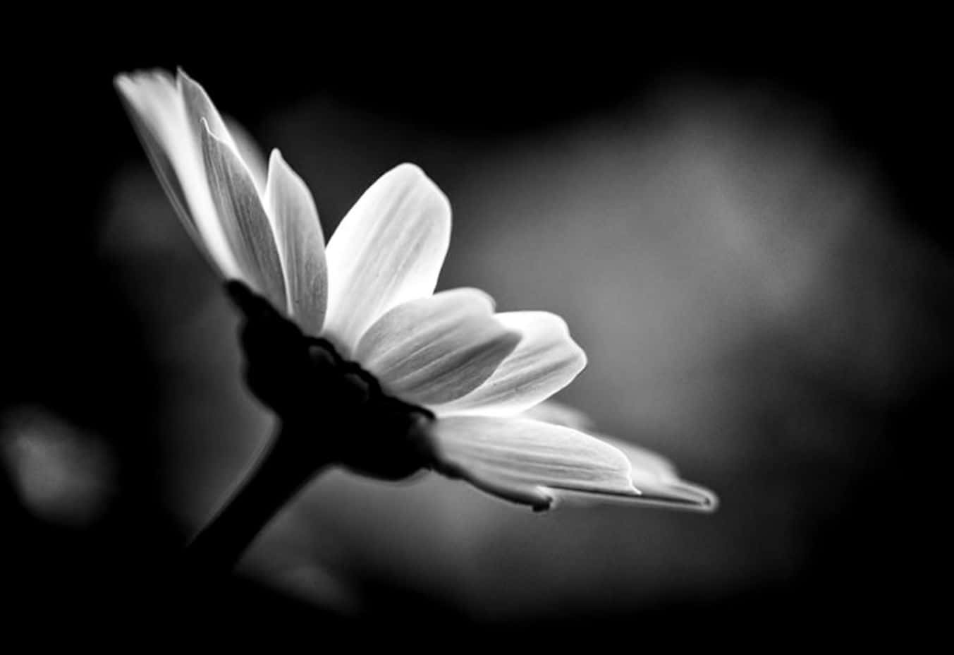 Black And White Rose, iPhone, monochrome, HD Desktop Wallpaper