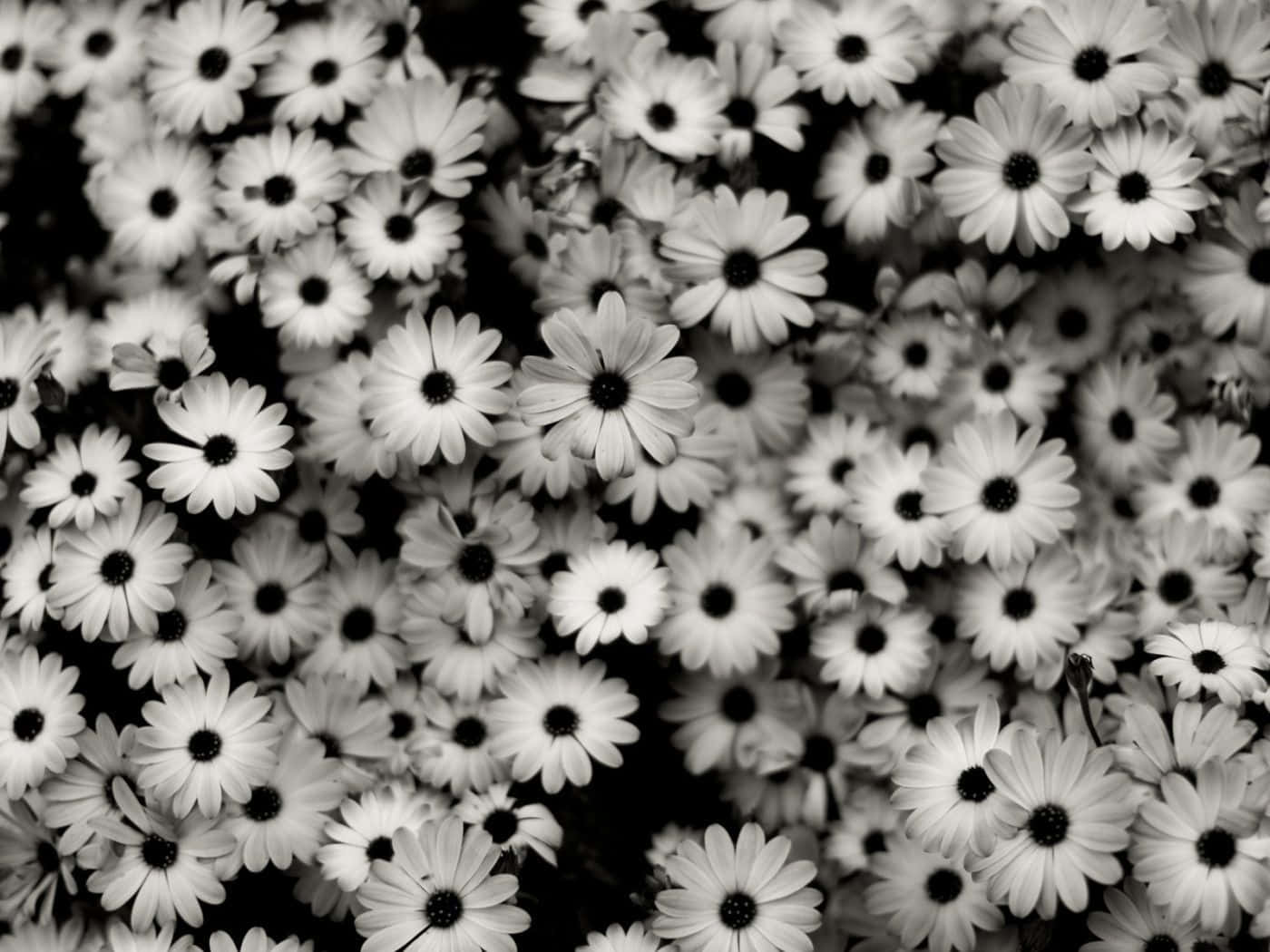 Black And White Flower iPhone, daisies, black centers, HD Desktop Wallpaper