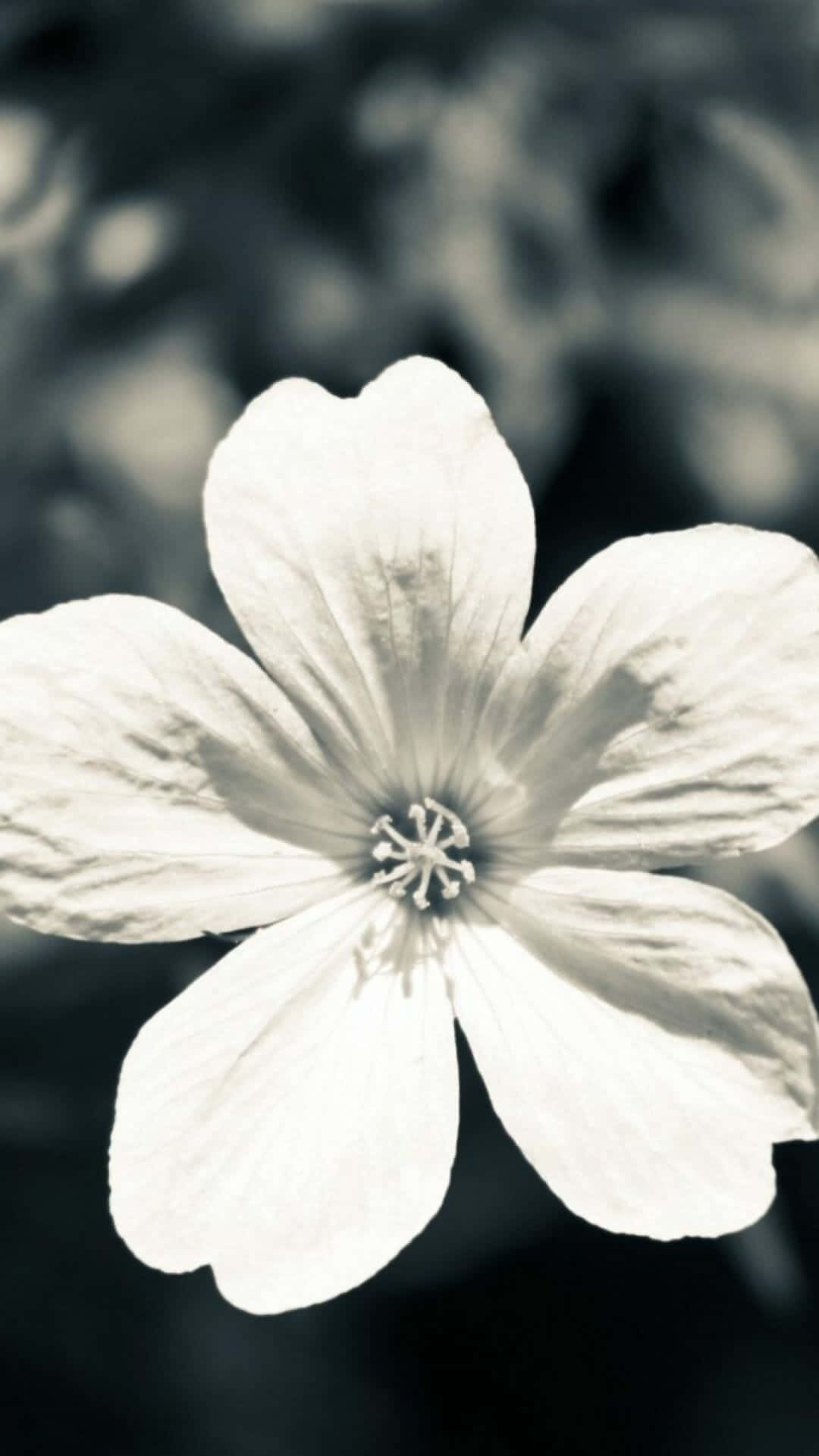 Black And White Flower Petal iPhone, white flower, delicate petals, Full HD Phone Wallpaper