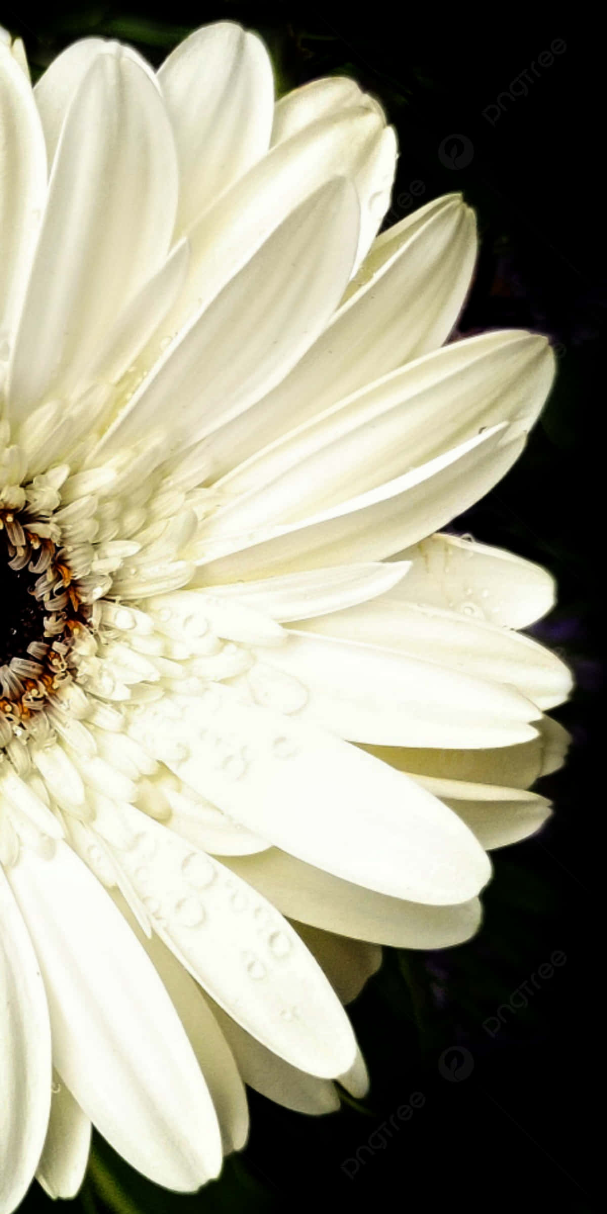 black and white flower, iPhone, white daisy, Full HD Phone Wallpaper
