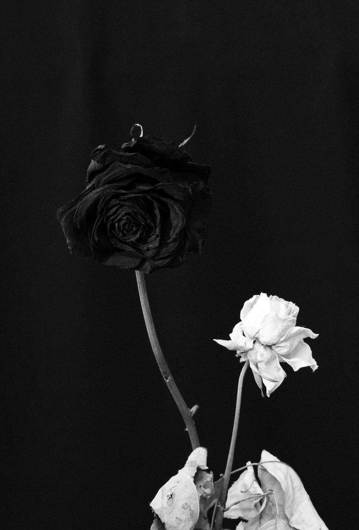 white and black rose, wilting roses, dark, SD Phone Wallpaper