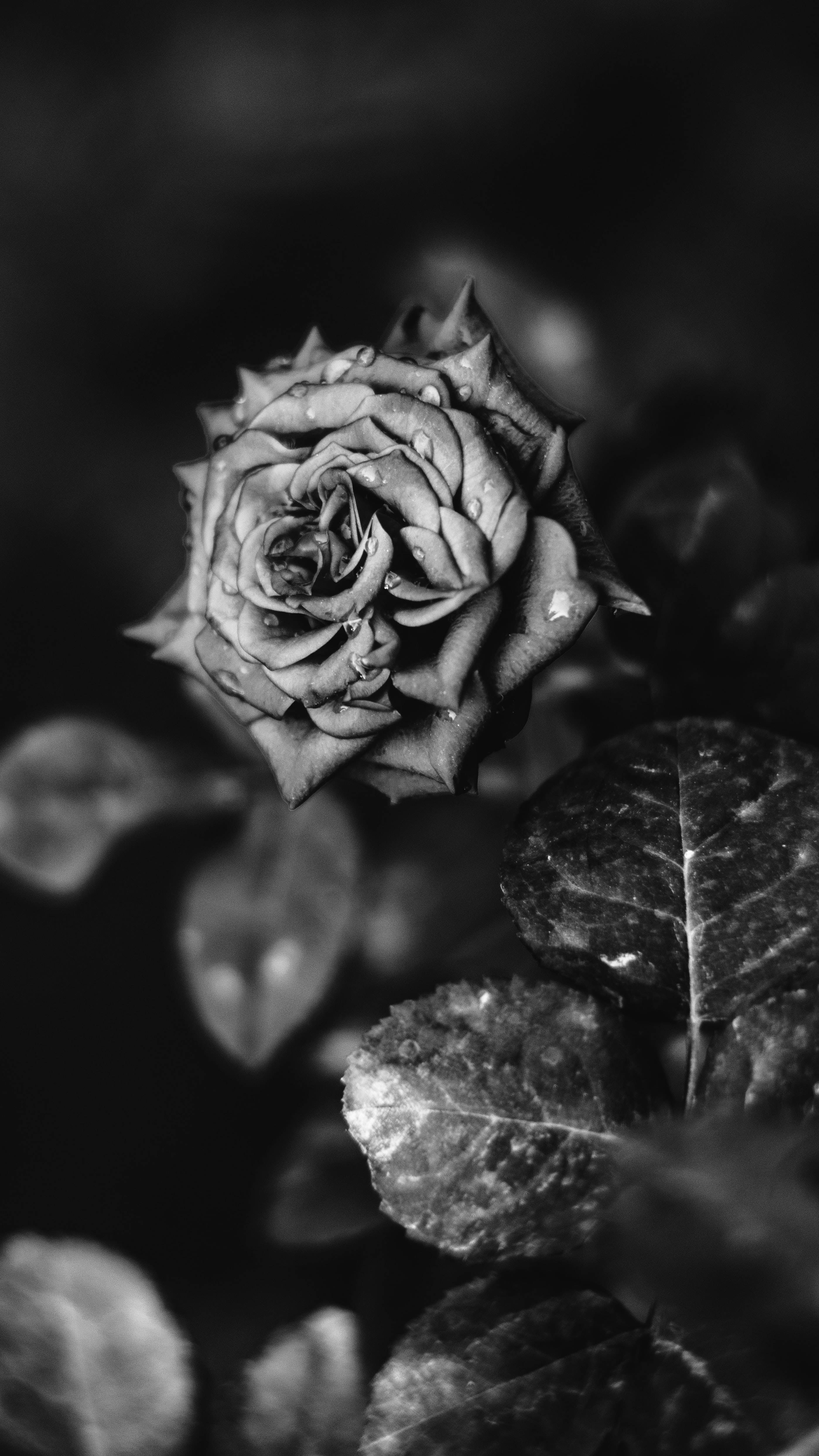 black rose, monochrome, dew-kissed rosebud, 4K Phone Wallpaper