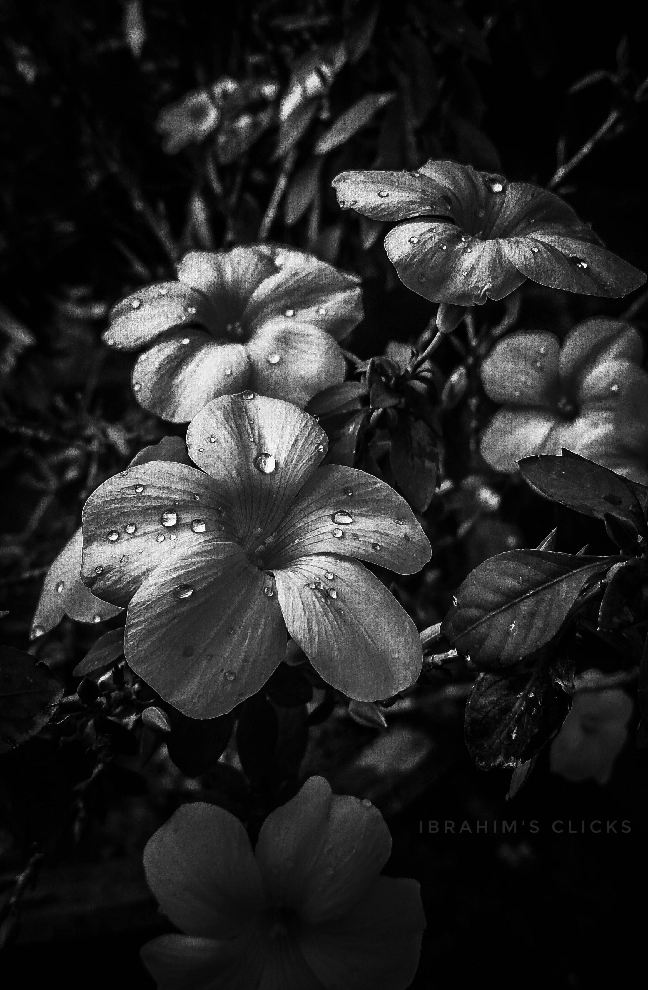 Black And White Flower, dew, glistening water droplets, 2K Phone Wallpaper