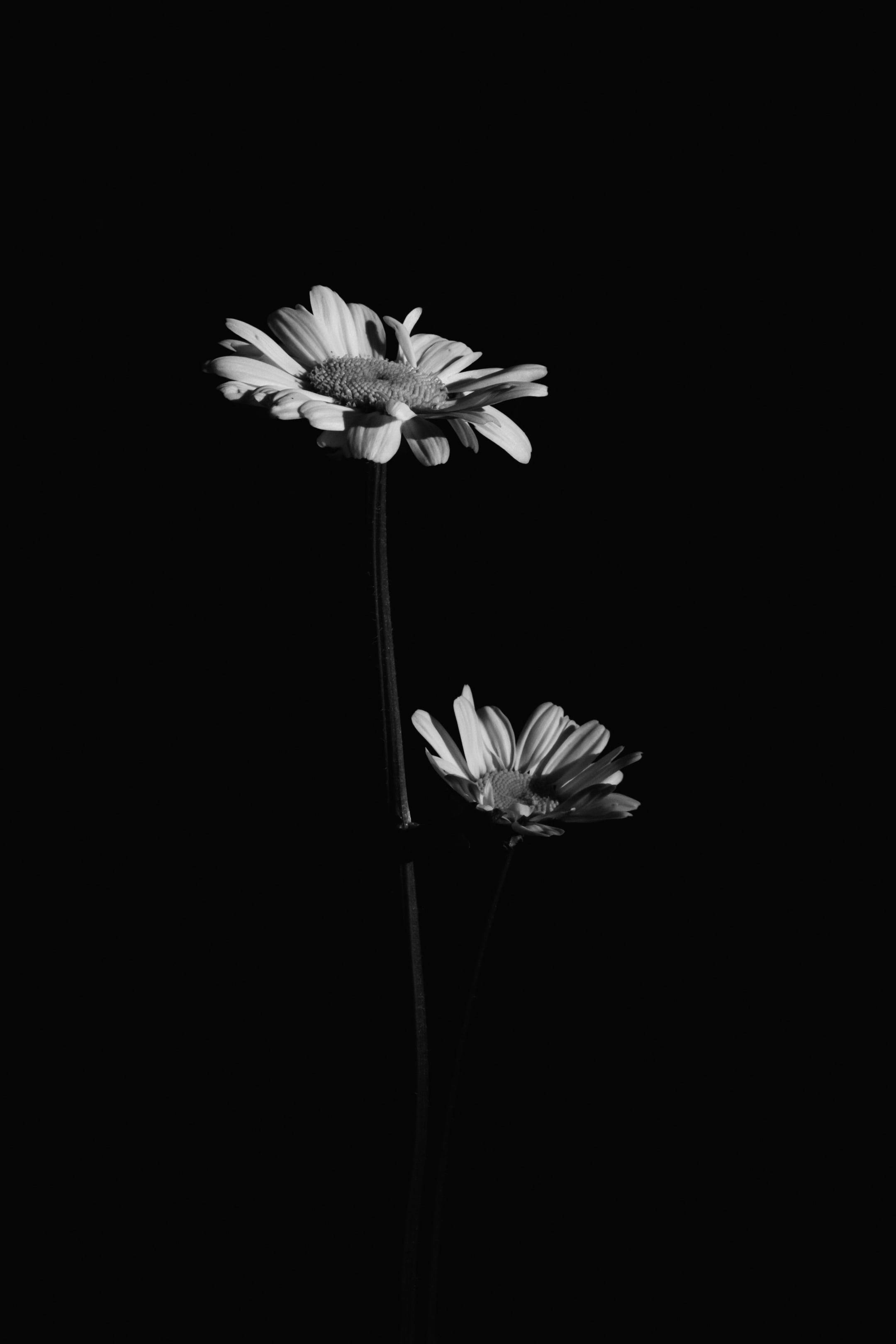 black and white flower, two flowers, daisies, 2K Phone Wallpaper