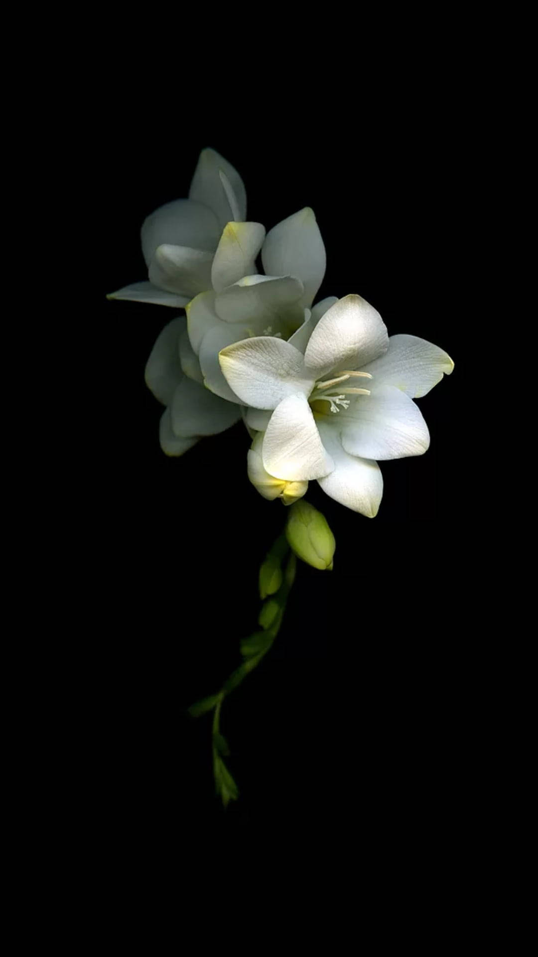 black and white flower orchid, white freesia blooms, subtle yellow centers, Full HD Phone Wallpaper