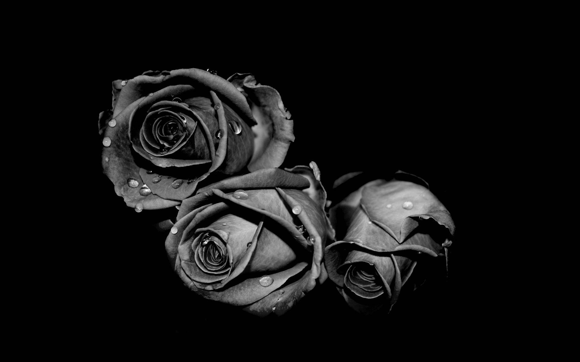 Black And White Flower, three roses, dewdrops, Full HD Desktop Wallpaper