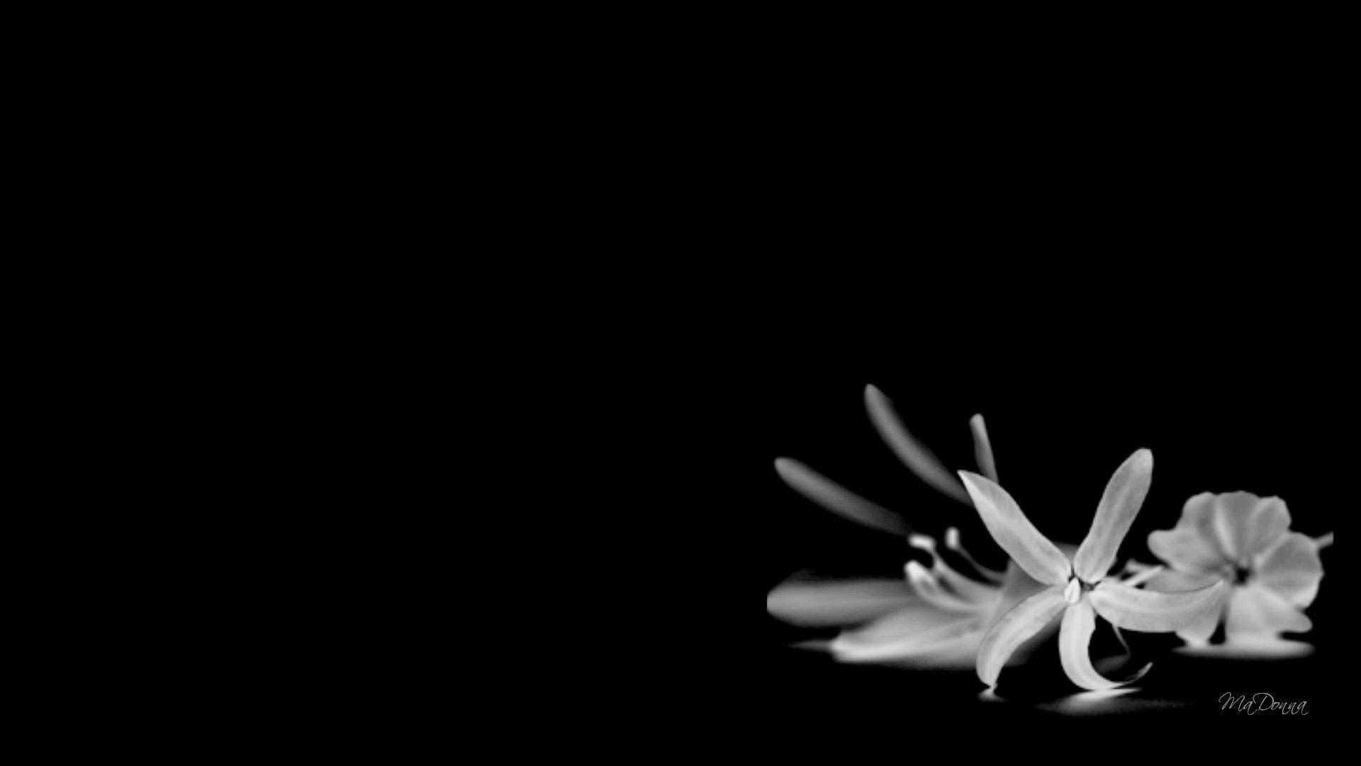 black and white flower, white flower, pure black background, Full HD Desktop Wallpaper
