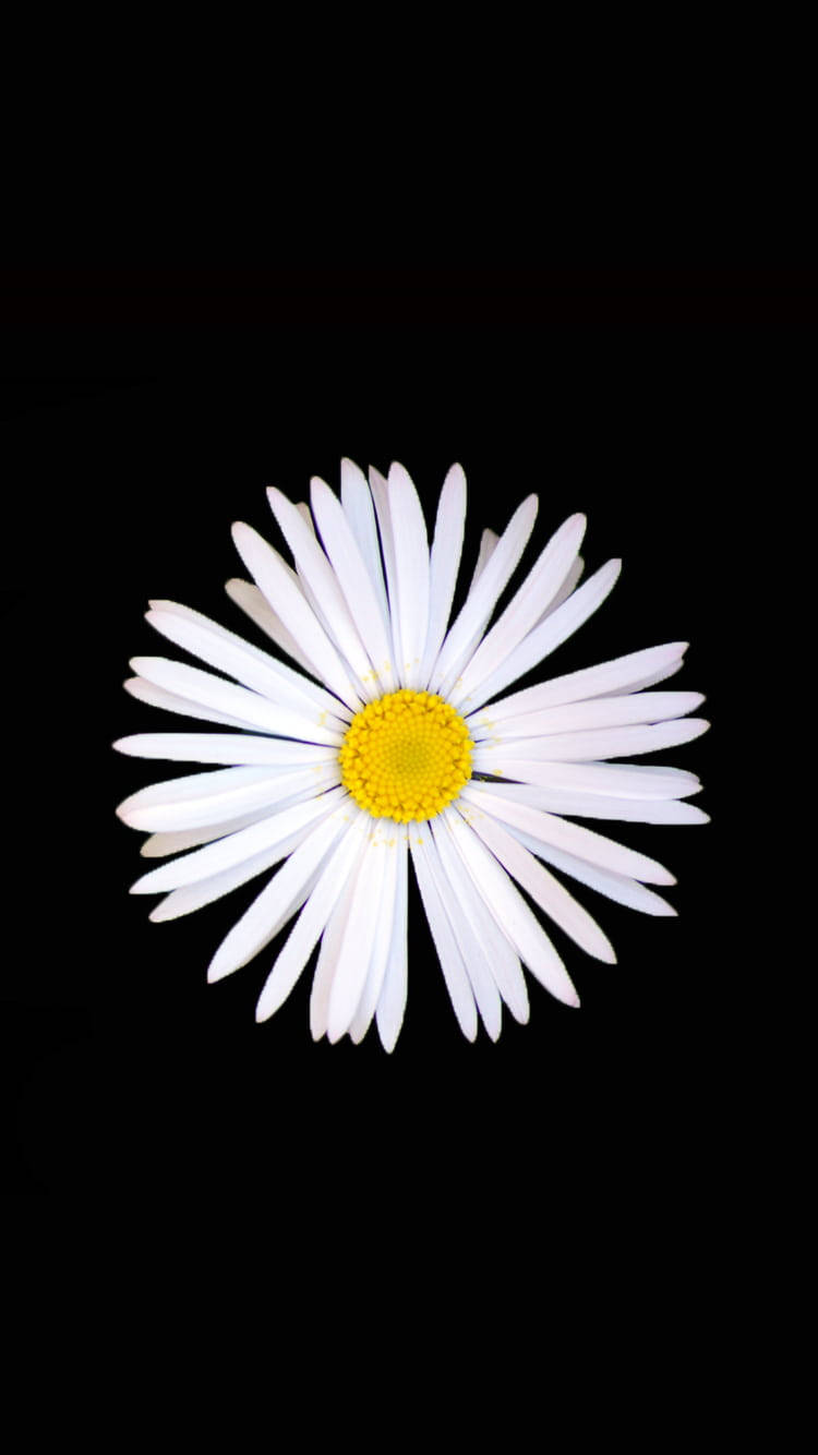 black and white flower daisy, white daisy, bright yellow center, HD Phone Wallpaper