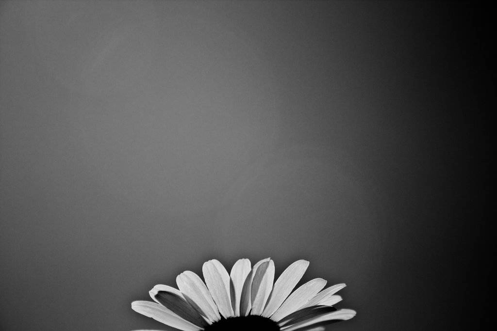black and white flower, sunflower, daisy, SD Desktop Wallpaper