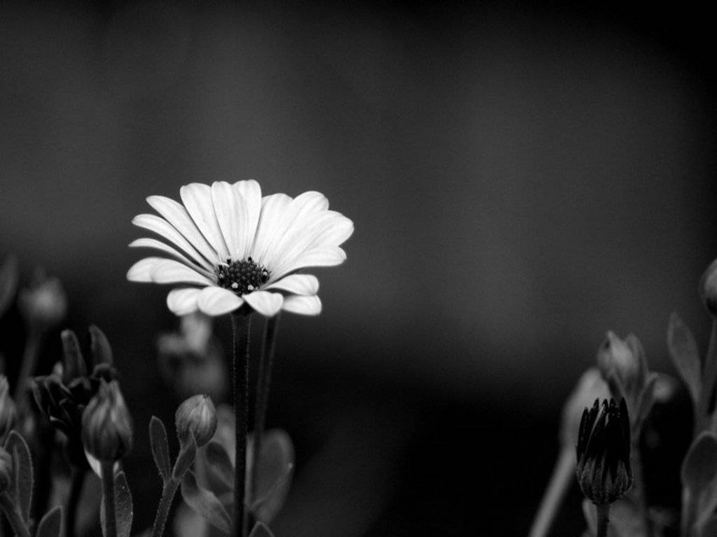 Black And White Flower, white daisy, black and white background, SD Desktop Wallpaper