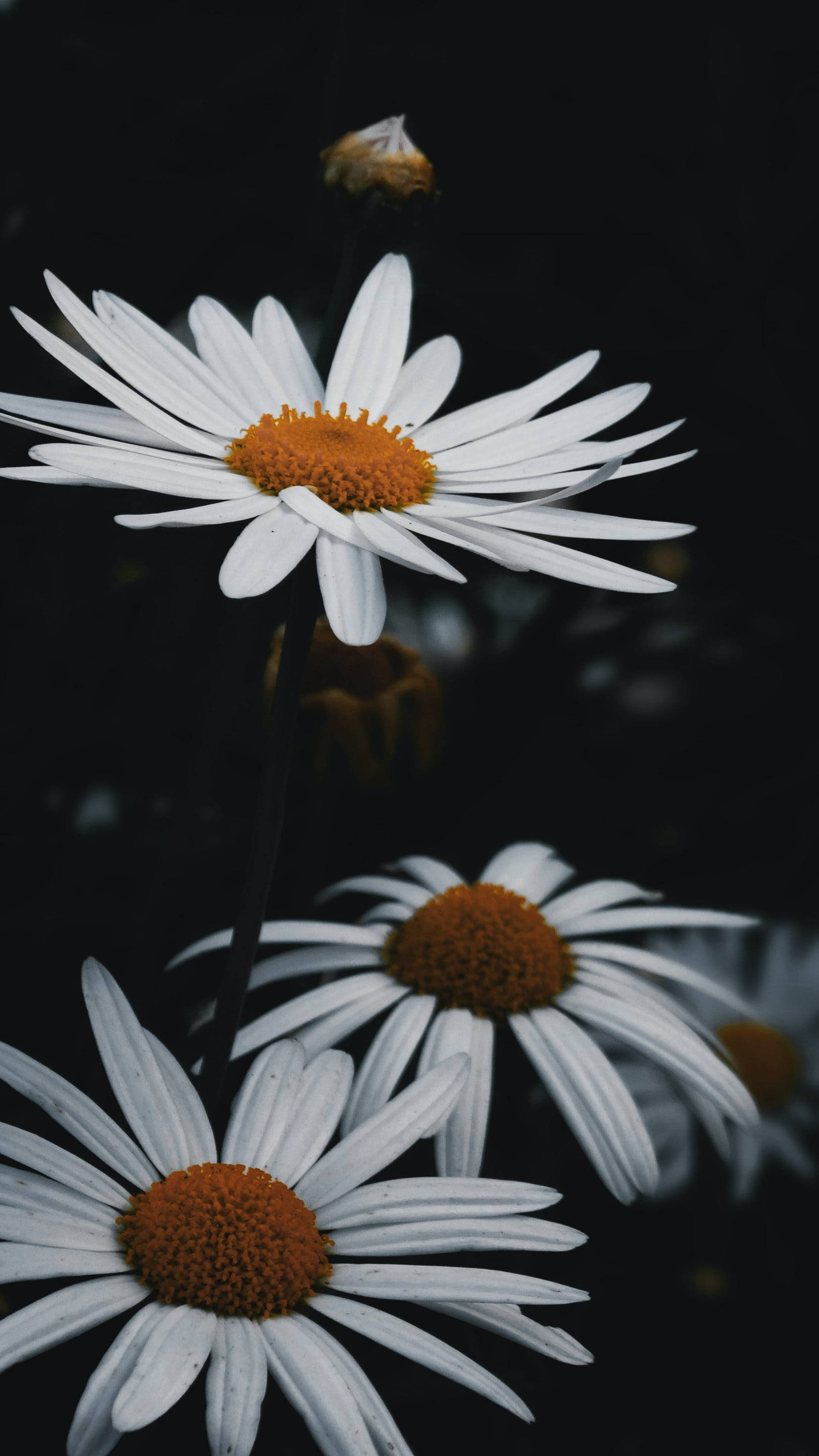 black and white flower, daisies, white daisies, 2K Phone Wallpaper