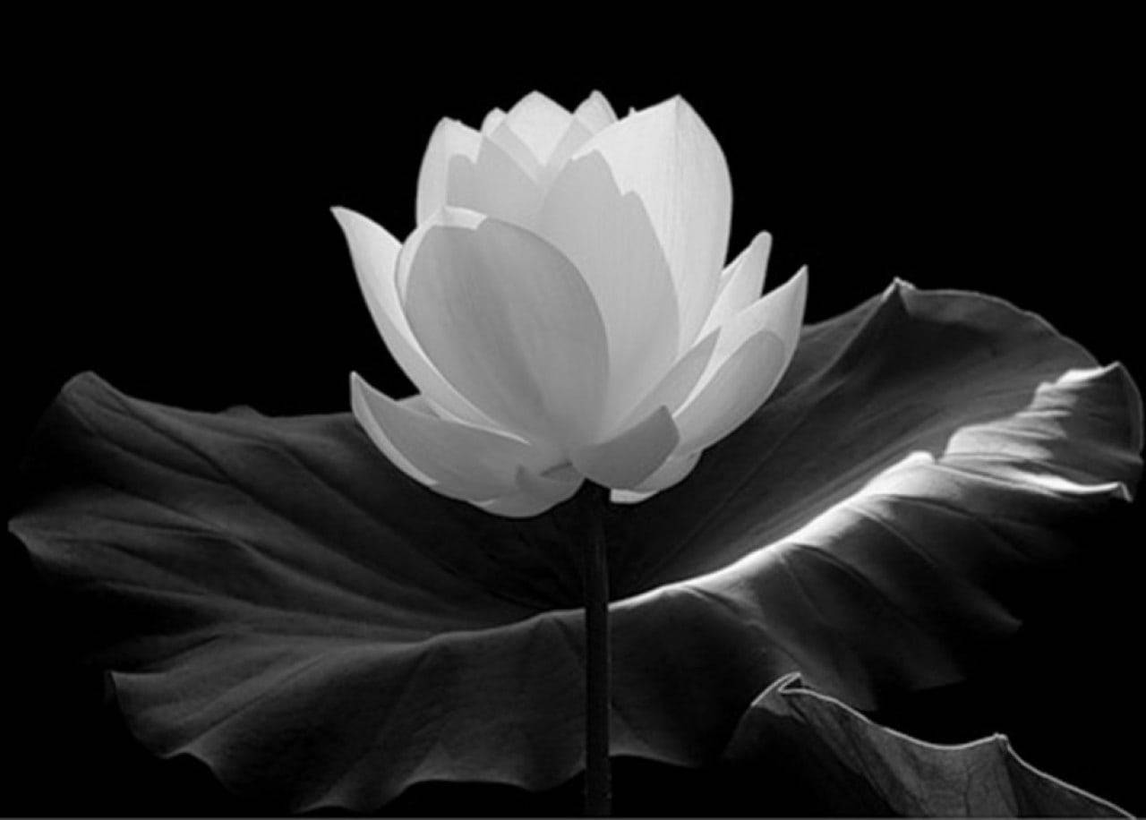Black And White Flower, lotus flower, large leaf, HD Desktop Wallpaper