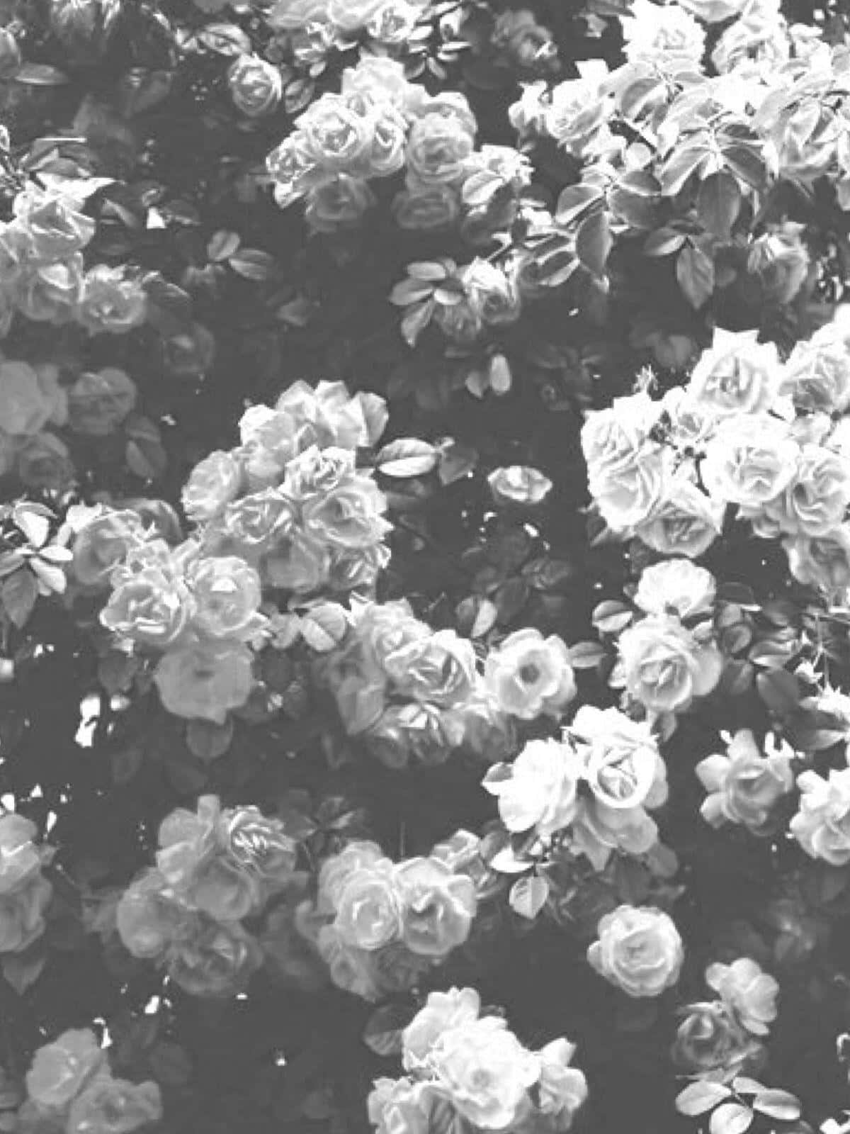 Black And White Rose Garden Flower, iPhone, monochrome, HD Phone Wallpaper
