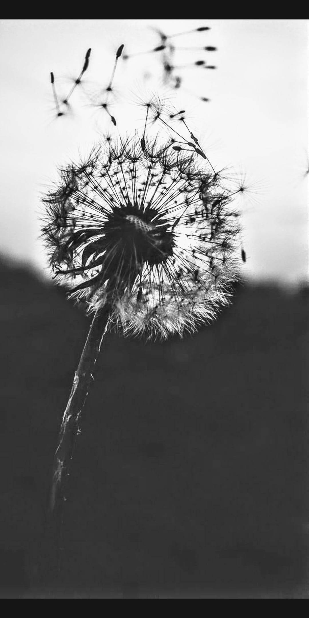 black and white flower, dandelion clock, flying seeds, Full HD Phone Wallpaper