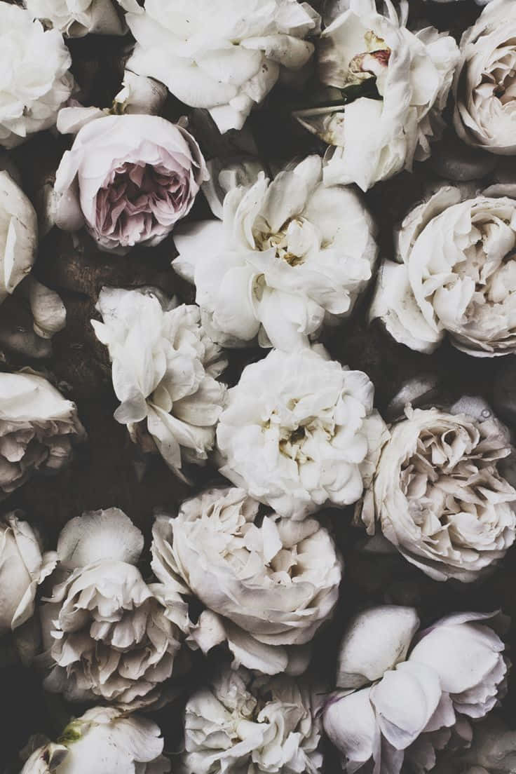 Black And White Dead Rose Flower iPhone, white roses, pale pink roses, SD Phone Wallpaper