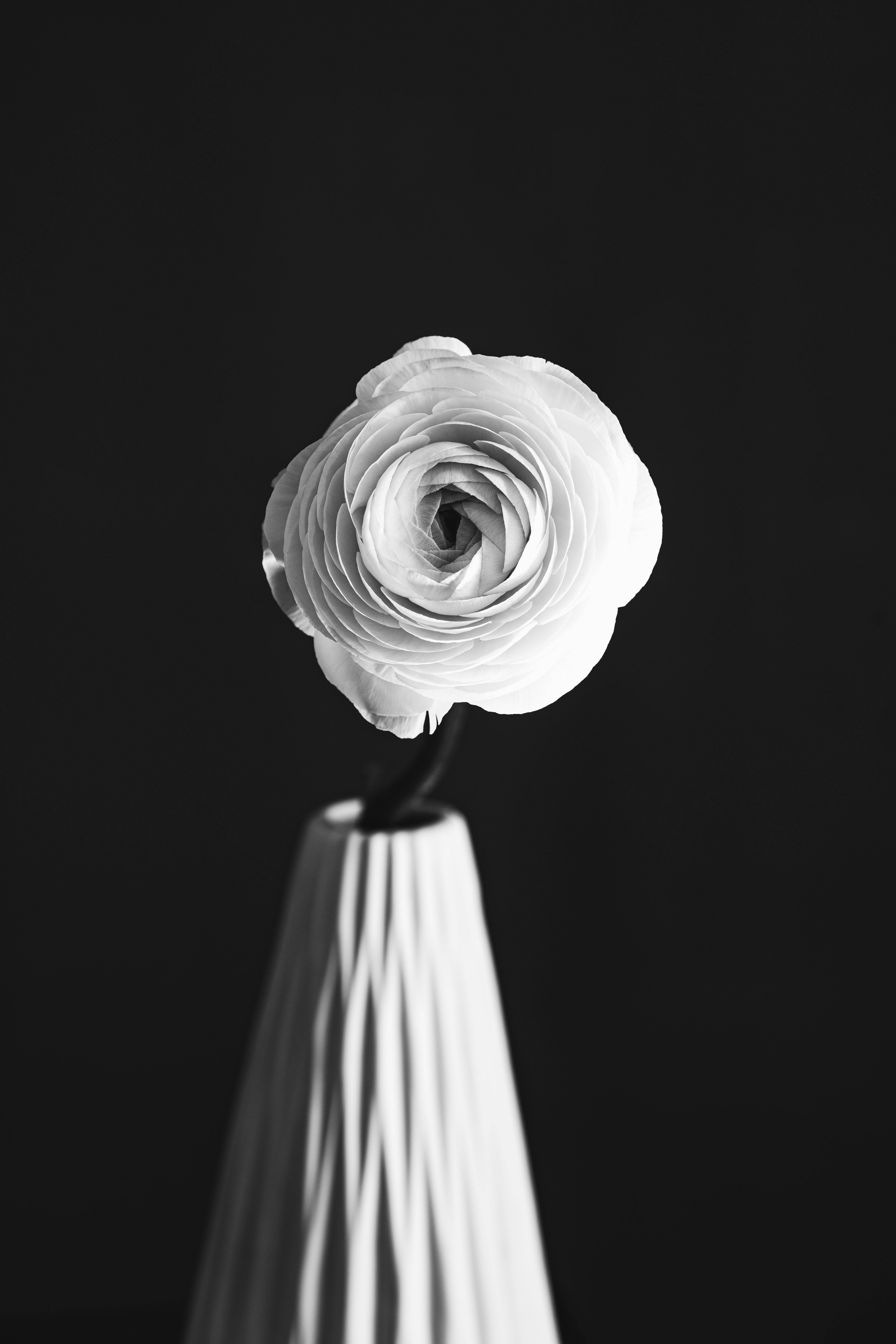 black and white flower, solitary rose vase, white ranunculus, 8K Phone Wallpaper