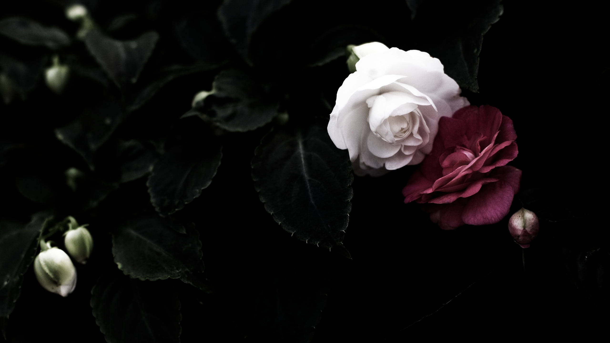 Black And White Flower, red rose, white and deep red rose bloom, 2K Desktop Wallpaper