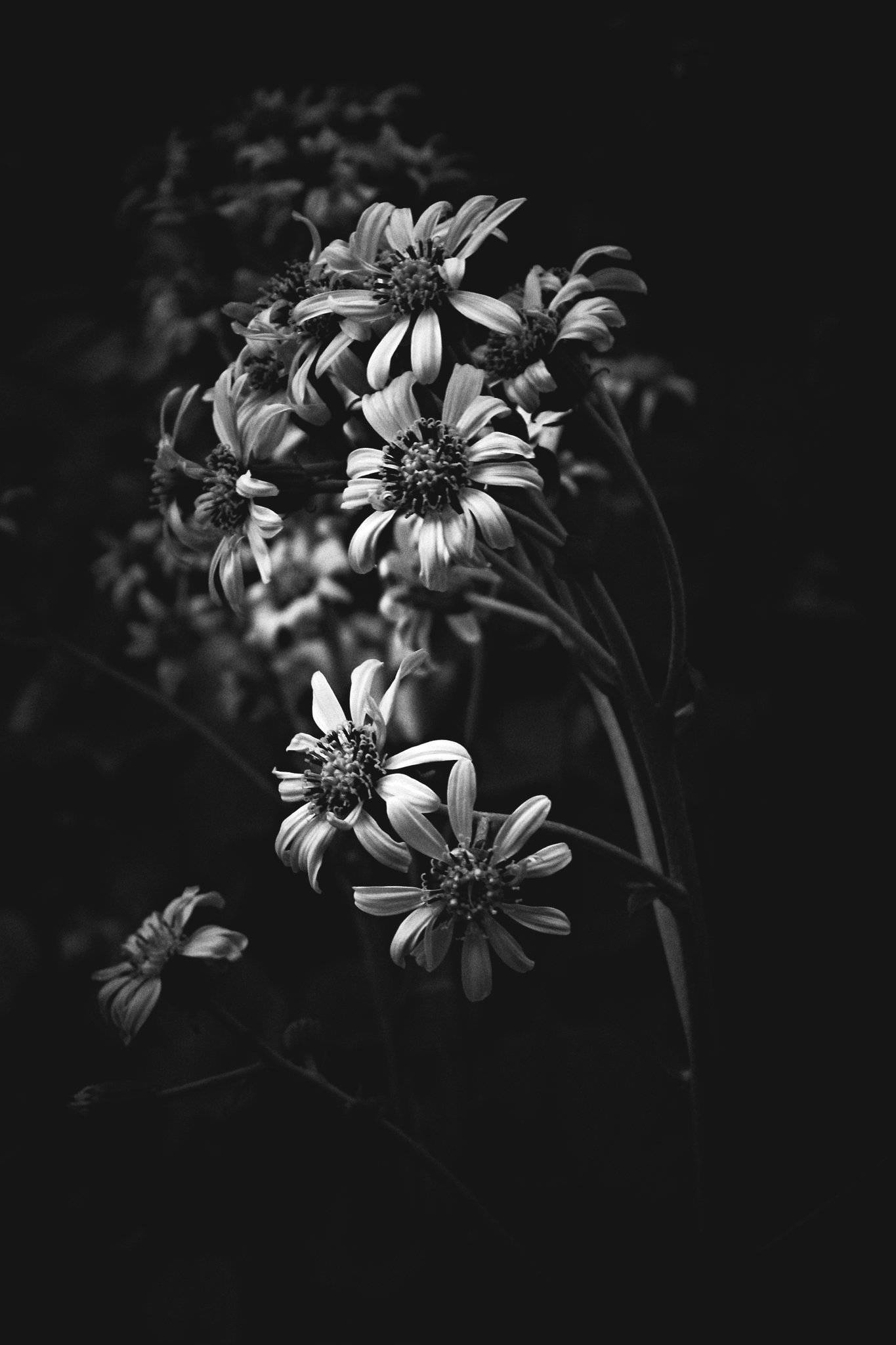white flower, daisy-like flowers, intricate petals, Full HD Phone Wallpaper