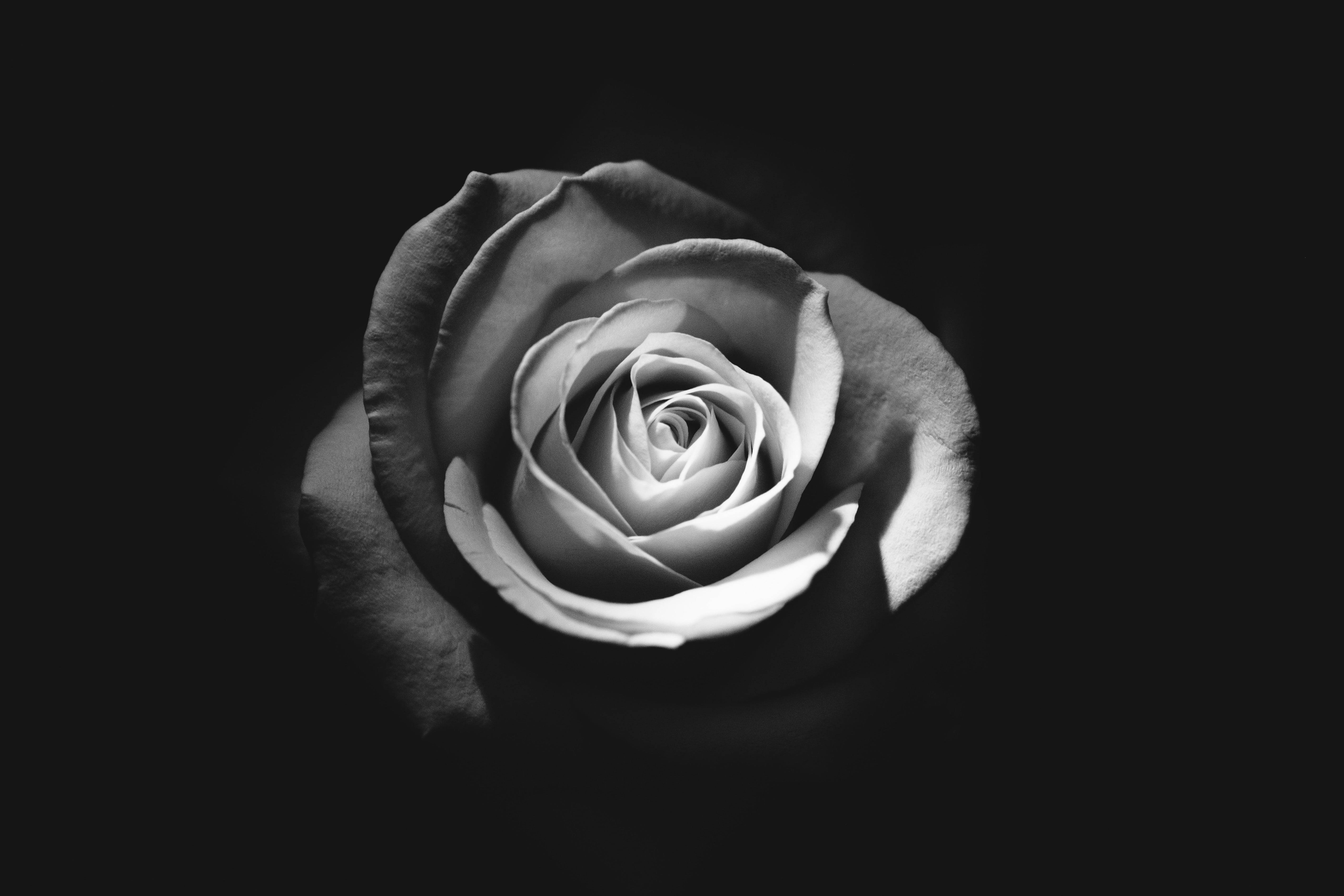 solitary rose, grayscale, monochrome rose, 5K Desktop Wallpaper
