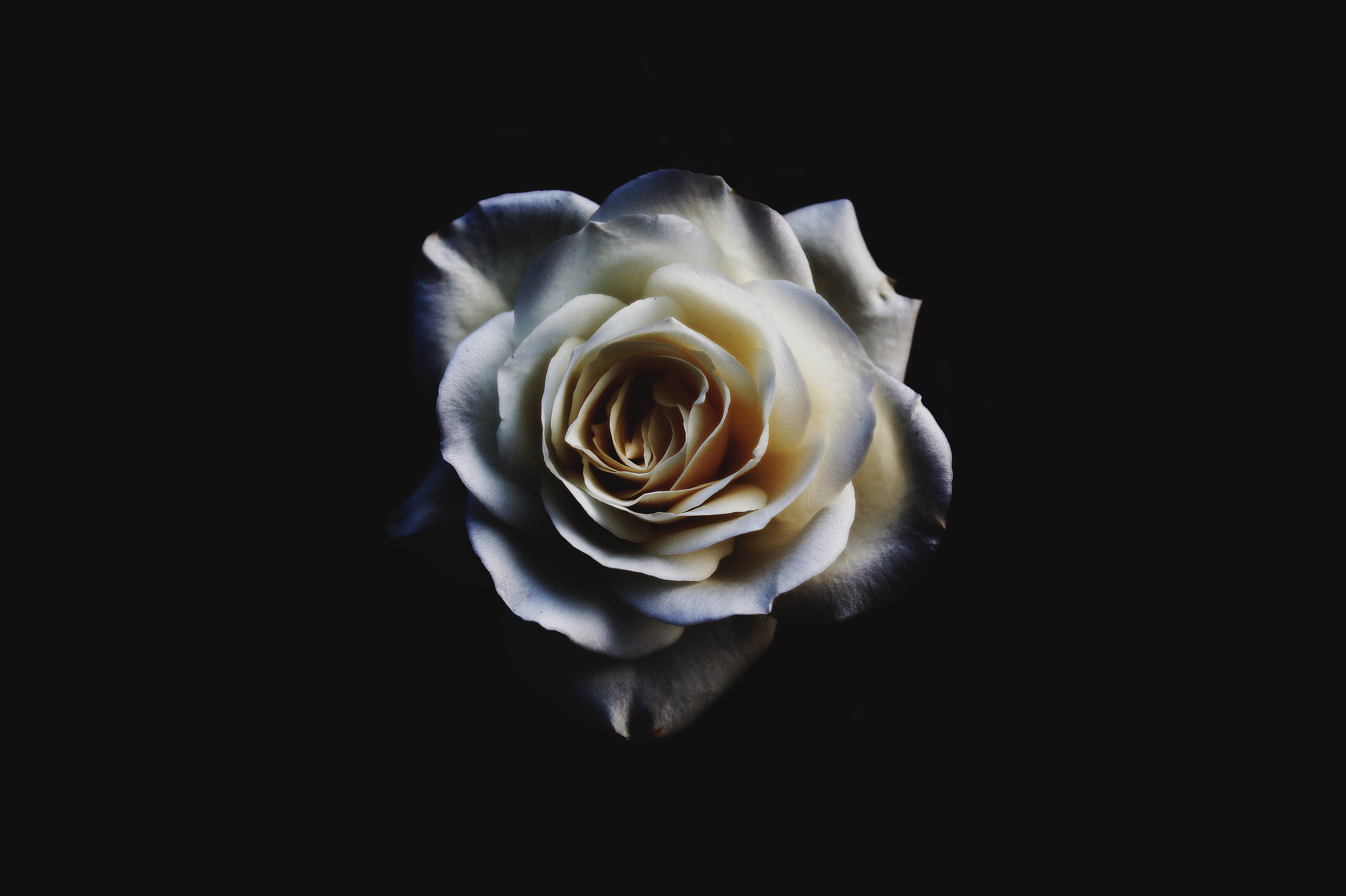 white rose, cream rose, deep black background, 5K Desktop Wallpaper