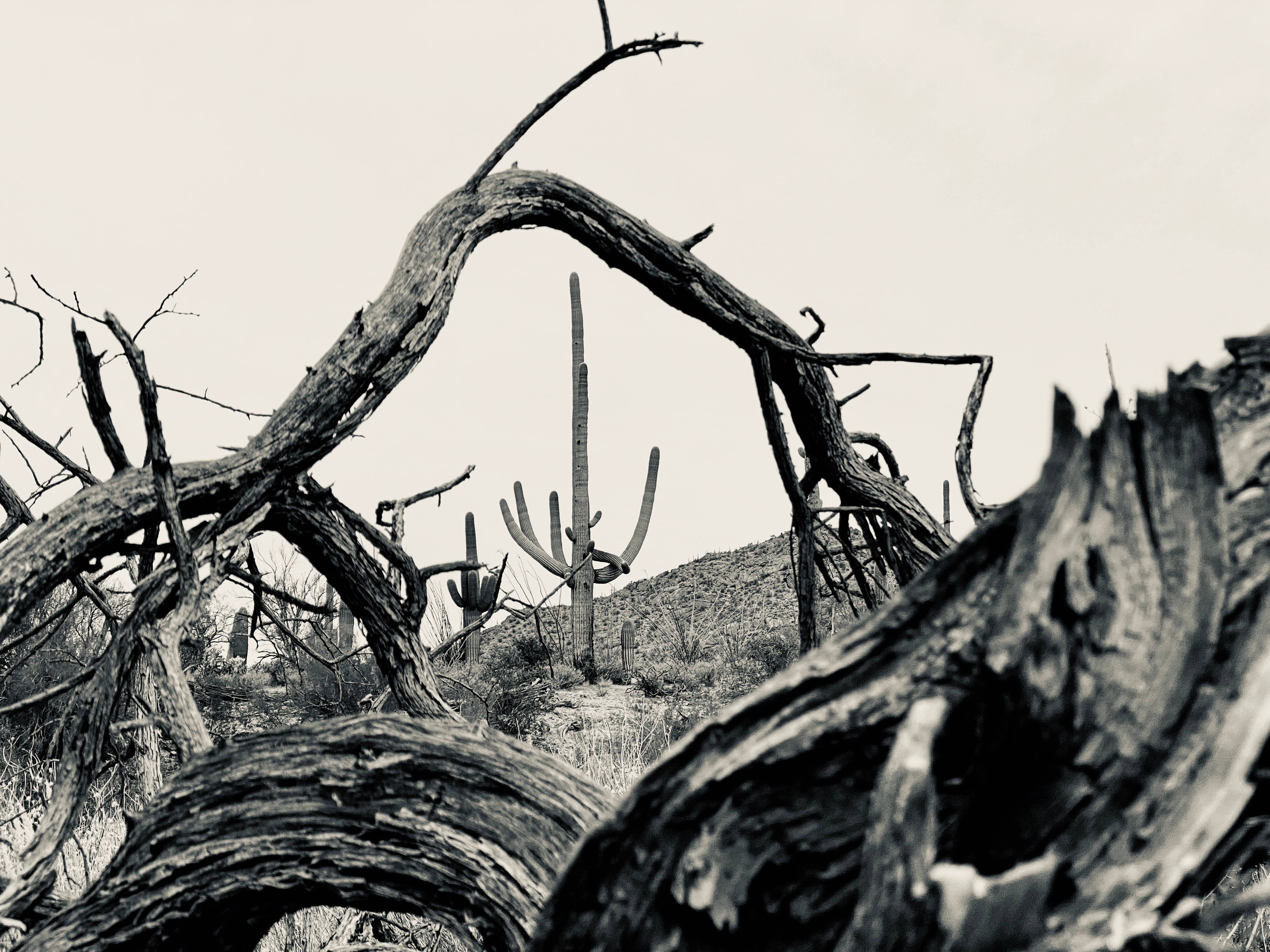 Black And White HD, dried trees, desert scene, 4K Desktop Wallpaper