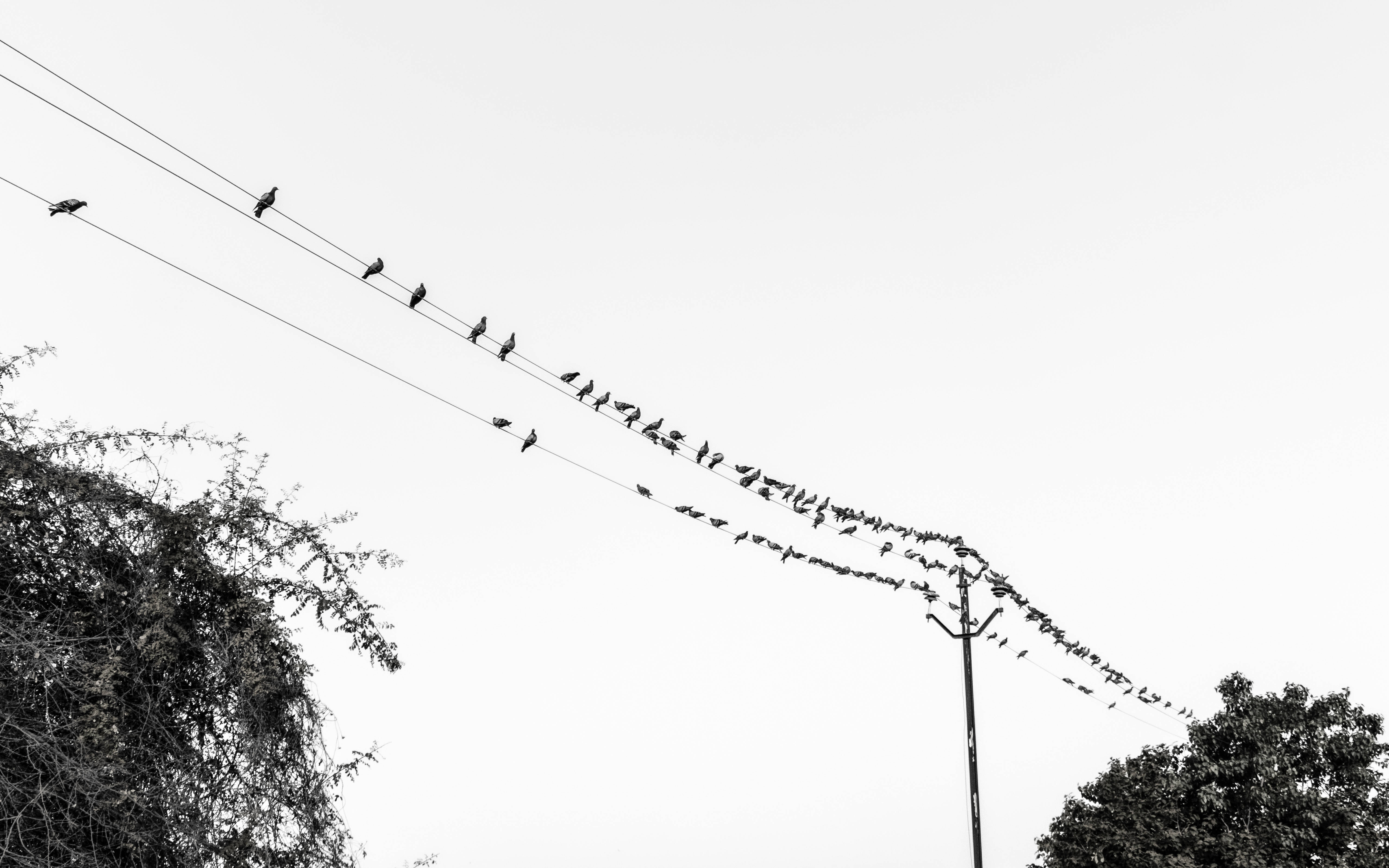black and white, birds, power lines, 5K Desktop Wallpaper