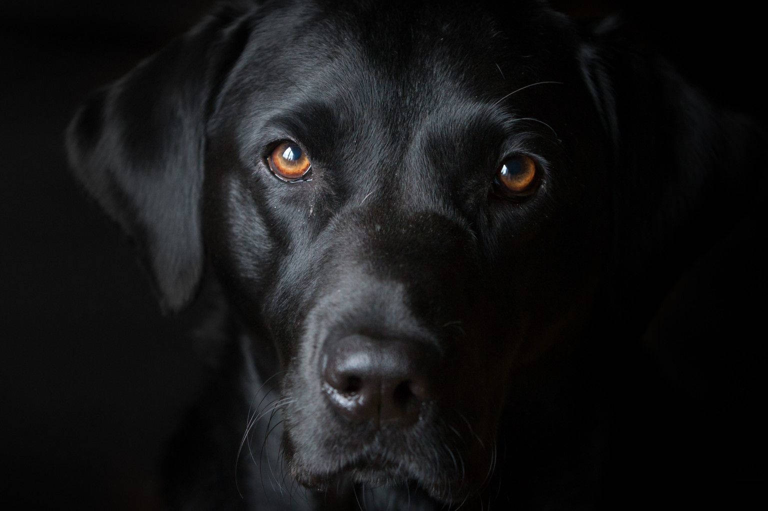 black Labrador, glowing amber eyes, dark background, HD Desktop Wallpaper