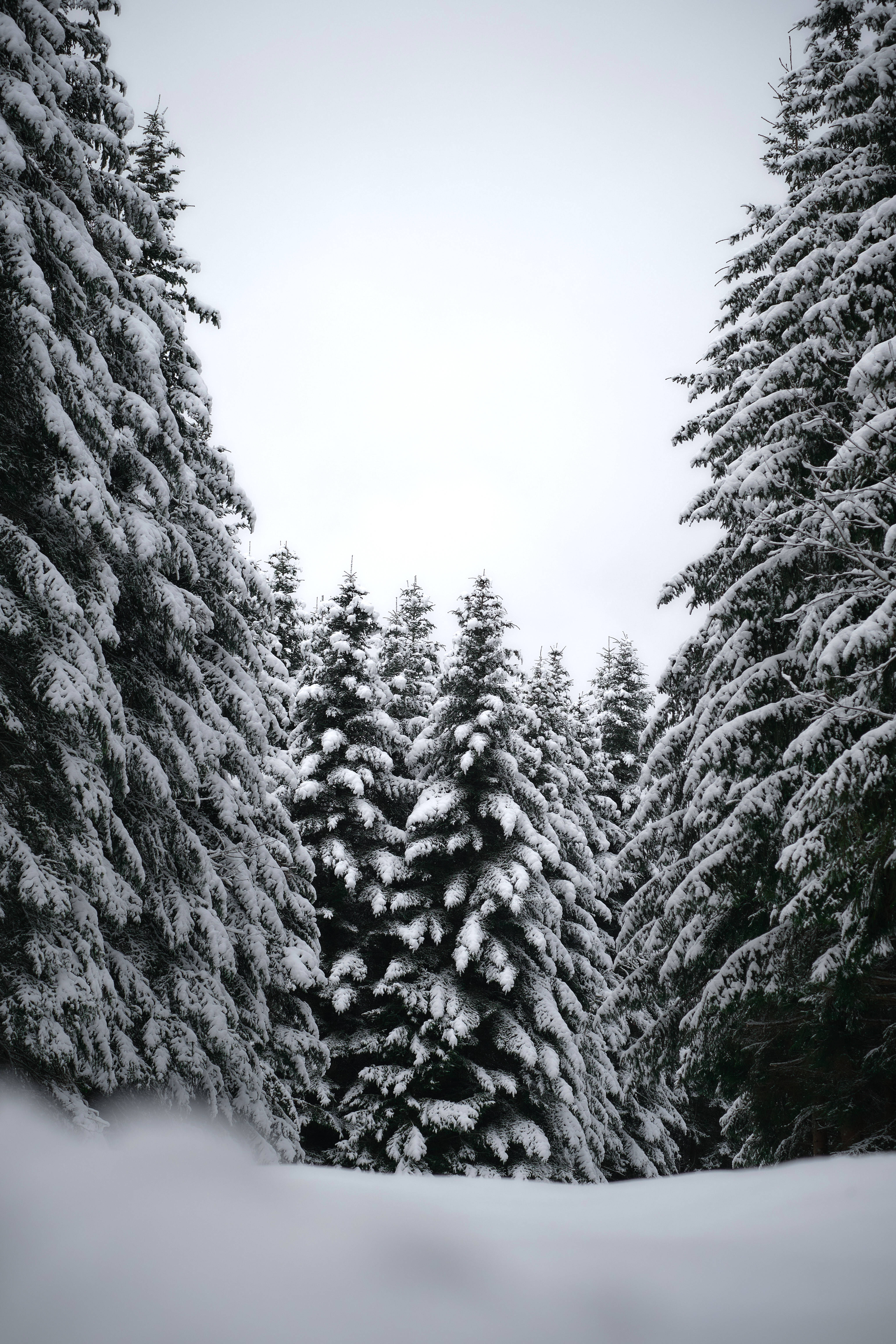 Black And White HD, pine trees, snow-laden evergreen trees, 5K Phone Wallpaper