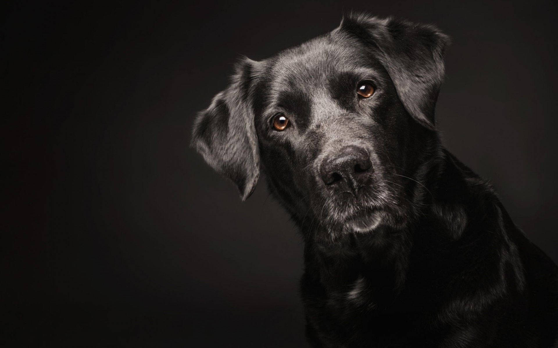 black Labrador, warm amber eyes, dark studio background, Full HD Desktop Wallpaper