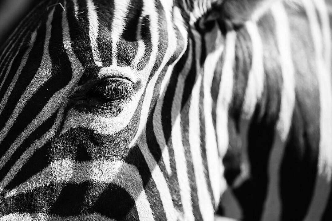 Black And White HD, zebra, eye, SD Desktop Wallpaper