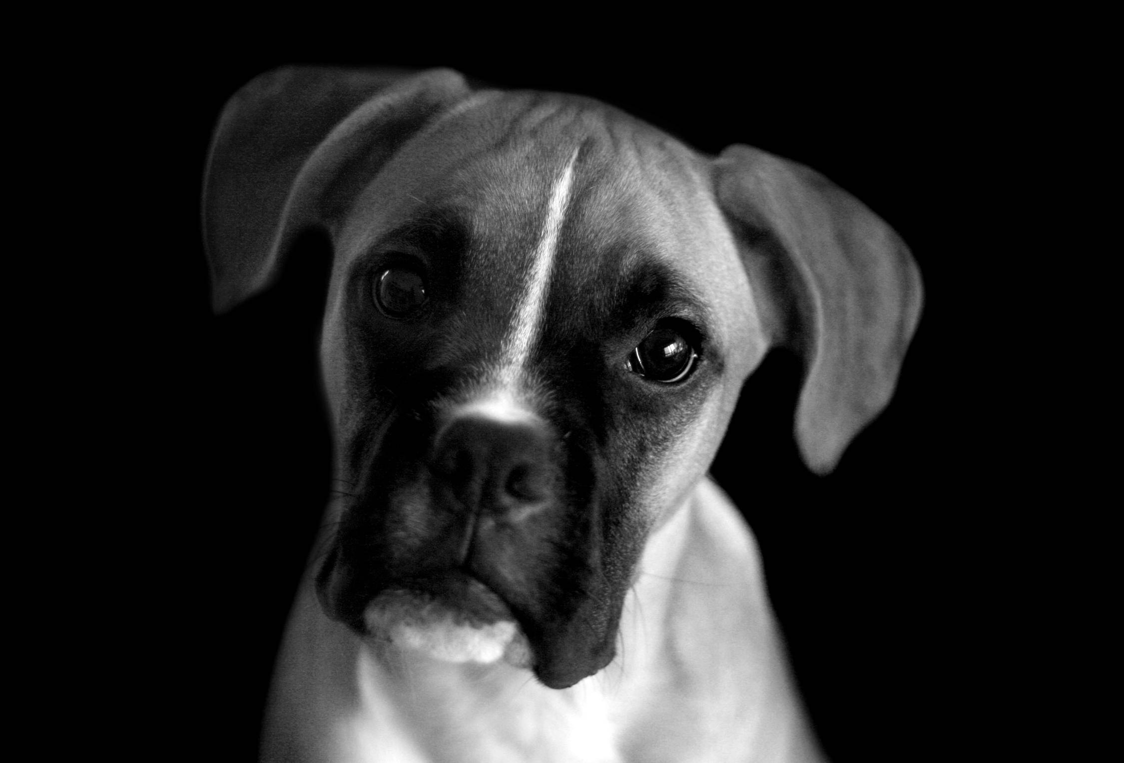 Boxer puppy, soulful eyes, black and white, Full HD Desktop Wallpaper