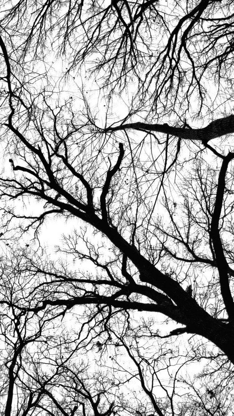 Black And White iPhone, leafless tree, bare tree branches, HD Phone Wallpaper
